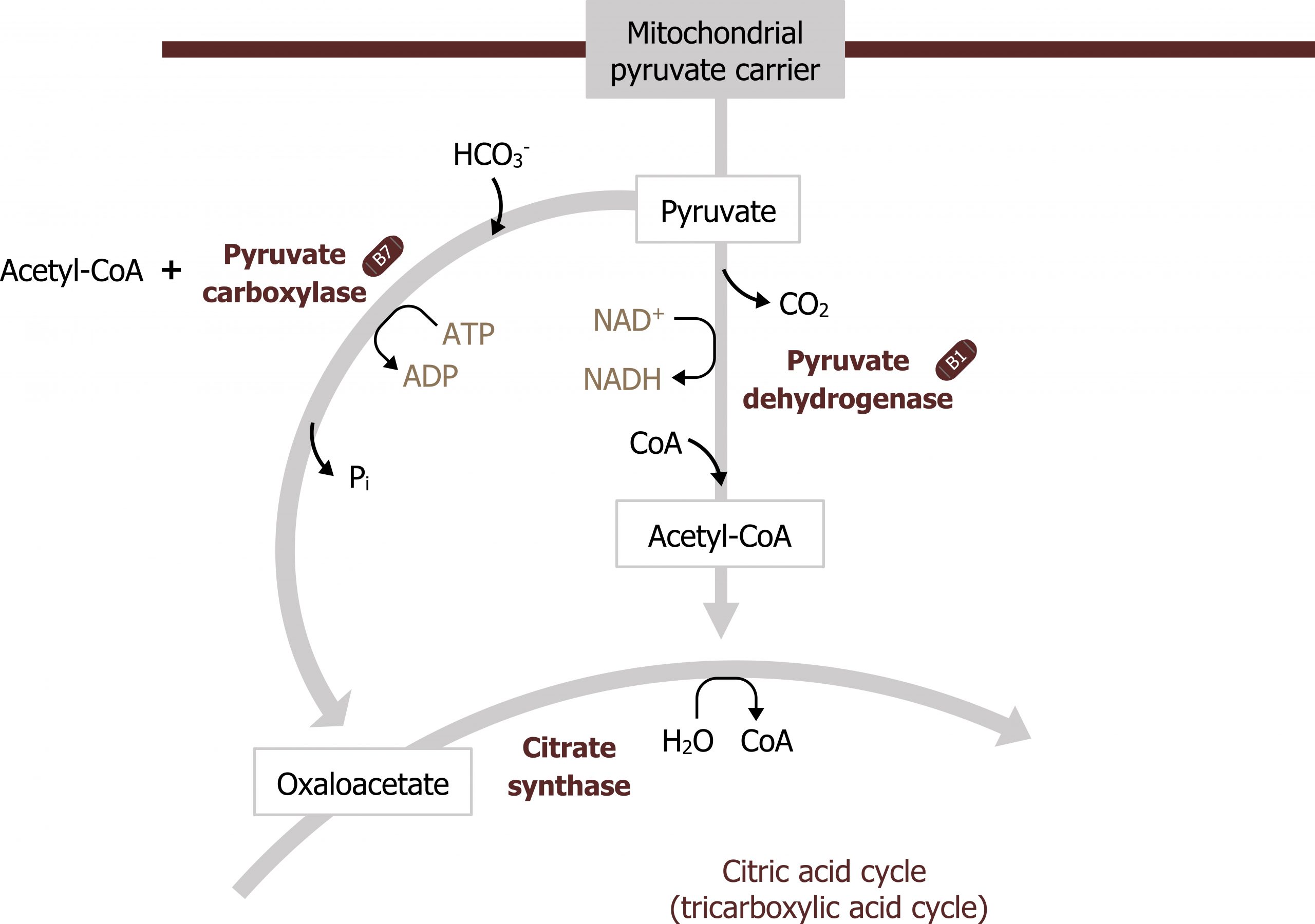 Mitochondrial pyruvate carrier arrow to pyruvate arrow with enzyme pyruvate dehydrogenase and NAD+ arrow NADH, loss of CO2, addition of CoA to acetyl coA arrow into the citric acid cycle. Pyruvate arrow with enzyme pyruvate carboxylase and ATP arrow ADP, addition of HCO3-, loss of Pi to oxaloacetate in the citric acid cycle. Oxaloacetate arrow with enzyme citrate synthase and H2O arrow CoA to acetyl CoA entry point. Acetyl-CoA excites pyruvate carboxylase.