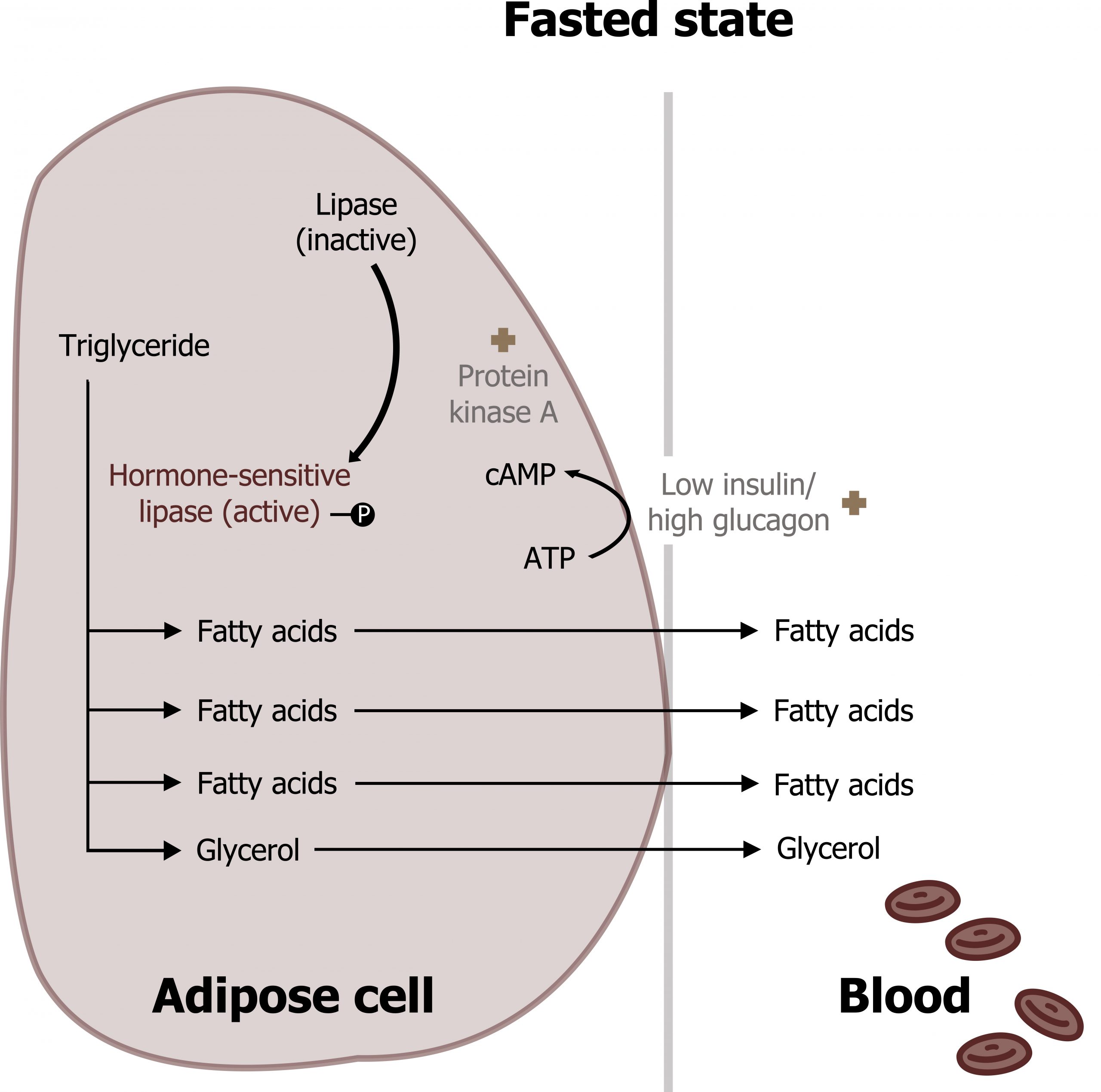 Fasted state has low insulin/high glucagon to activate G-protein coupled receptors. In the adipose cell, lipase (inactive) arrow hormone-sensitive lipase (active). Triglyceride arrow with hormone-sensitive lipase to fatty acids, fatty acids, fatty acids, and glycerol which move outside of the cell to the blood