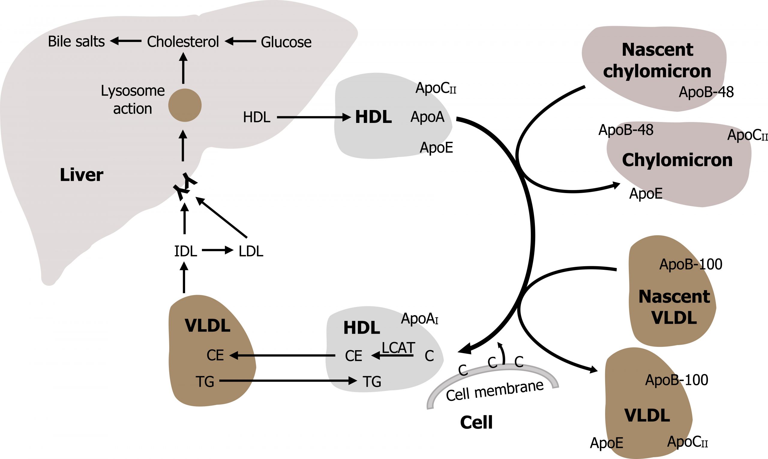 HDL in liver arrow HDL with ApoCII, ApoA, and ApoE arrow HDL with ApoAI, CE, and TG arrow VLDL with CE, and TG arrow IDL arrows to liver receptor and LDL. LDL arrow liver receptor. In the liver, lysosome action arrow cholesterol arrow bile salts. Glucose arrow cholesterol. CE from HDL with ApoAI moves to VLDL and TG from VLDL moves to HDL with ApoAI. At the arrow between HDL with ApoCII to HDL with ApoAI: nascent chylomicron with ApoB-48 arrow to Chylomicron with ApoB-48, ApoE, and ApoCII. Nascent VLDL with ApoB-100 arrow to VLDL with AboB-100, ApoE, ApoCII. Cell membrane arrow to arrow.