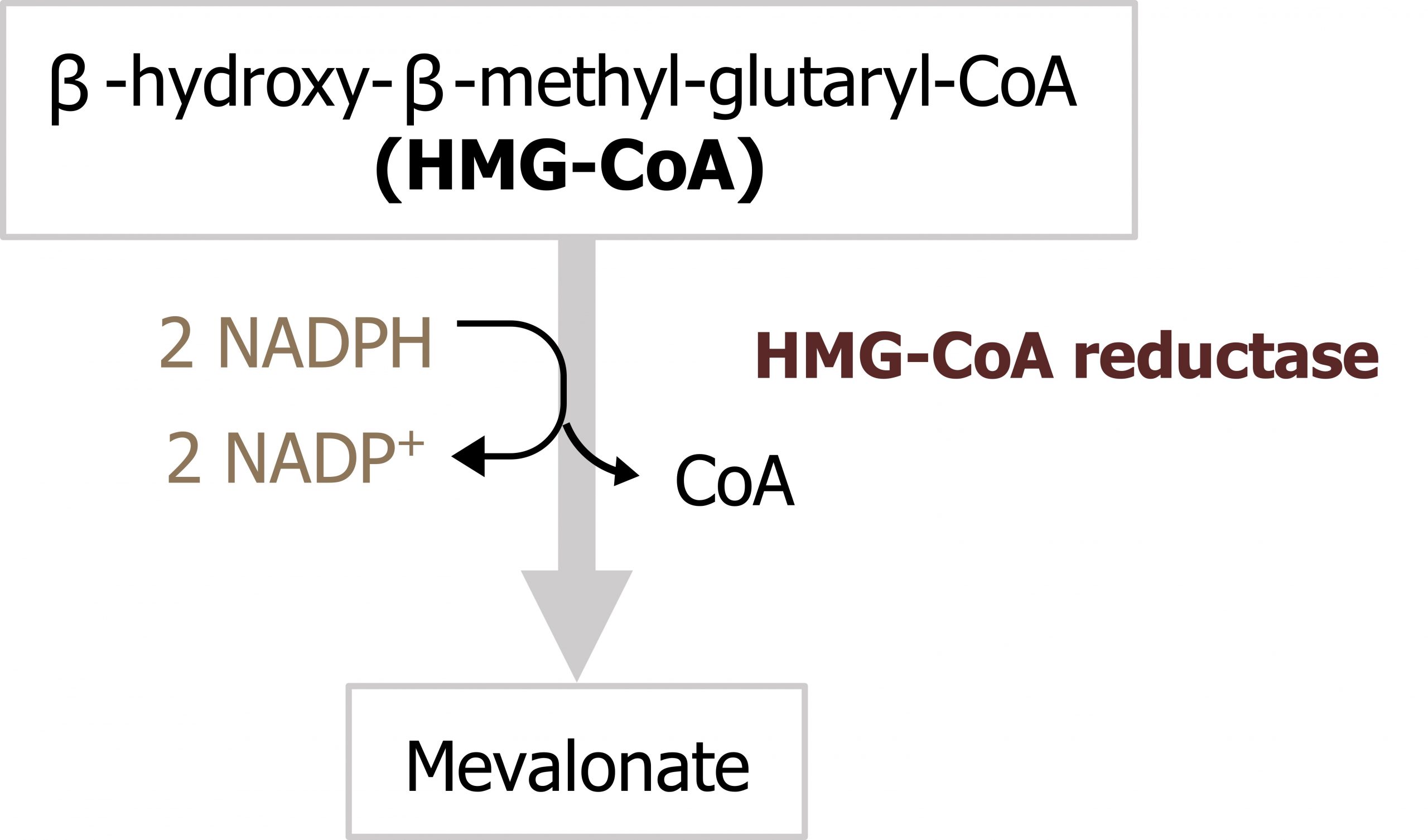 β-hydroxy-β-methyl-glutaryl-CoA (HMG-CoA) arrow with enzyme HMG-CoA reductase and 2 NADPH arrow 2 NADP+ and loss of CoA to mevalonate.
