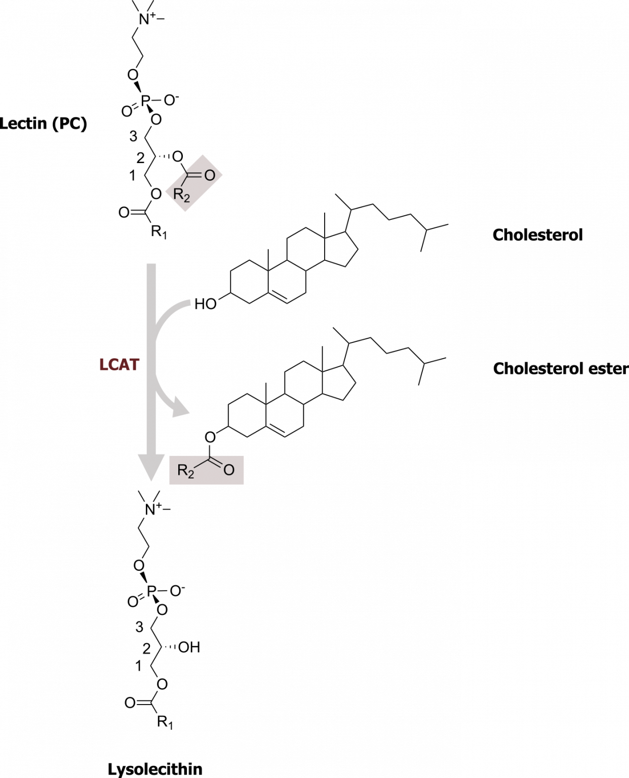 Lipoprotein Metabolism and Cholesterol Synthesis Cell Biology