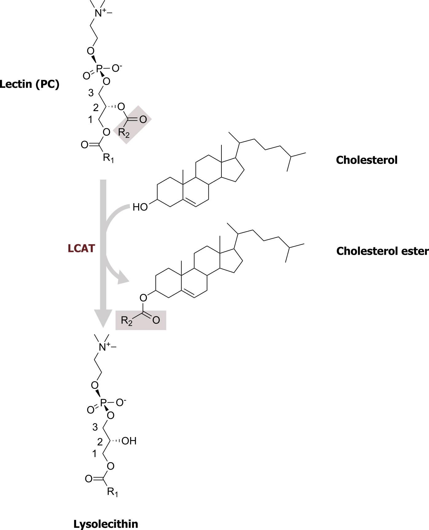 Lecithin arrow with enzyme LCAT and addition of cholesterol and cholesterol ester to lysolecithin.Lecithin IUPAC ID: 1,3-di(octadecanoyloxy)propan-2-yl 2-(trimethylazaniumyl)ethyl phosphate. Cholesterol ester IUPAC ID: [(3S,8S,9S,10R,13R,14S,17R)-10,13-dimethyl-17-[(2R)-6-methylheptan-2-yl]-2,3,4,7,8,9,11,12,14,15,16,17-dodecahydro-1H-cyclopenta[a]phenanthren-3-yl] (5Z,8Z,11Z)-icosa-5,8,11-trienoate. Lysolecithin IUPAC ID: (3-hexadecanoyloxy-2-hydroxypropyl) 2-(trimethylazaniumyl)ethyl phosphate. Cholesterol IUPAC ID: described in figure 6.1.