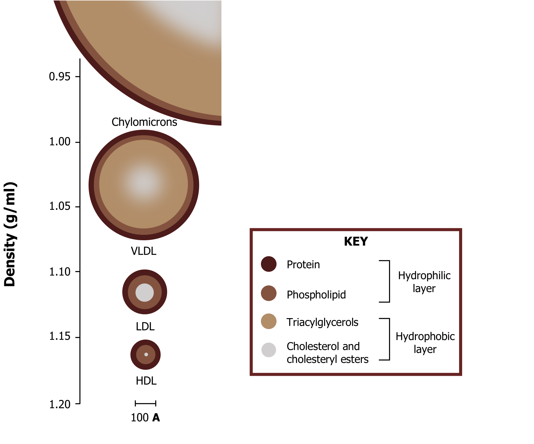 Key: Four circles with three shades of brown and one Grey. The Hydrophilic layer is dark-protein and middle-phospholipid. The hydrophobic layer is light-triacylglycerols and Grey-cholesterol and cholesteryl esters. Graph: Vertical axis labeled density (g/mL) from 1.20 at the bottom to 0.95 at the top. From bottom to top there are 4 circles increasing in size and colors in rings listed from the outermost edge in. HDL with dark, middle, and light. LDL with dark, middle, and Grey. VLDL with dark, middle, large light, and Grey center. Chylomicrons with dark, middle, large light, and Grey center.