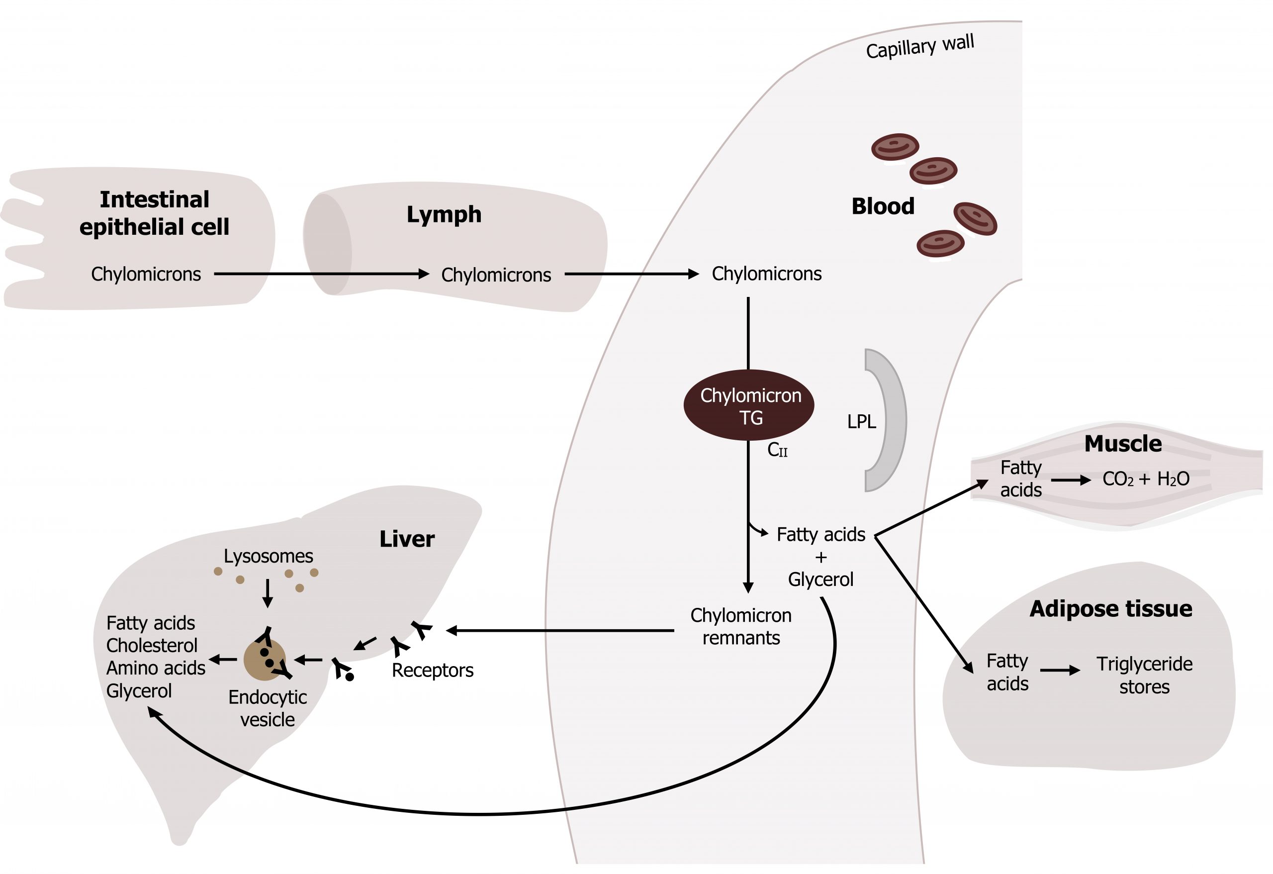 Chylomicrons move from intestinal epithelial cells, to lymph, to blood. Chylomicrons arrow with chylomicron TG to chylomicron remnants to liver receptors to endocytic vesicle to fatty acids, cholesterol, amino acids, and glycerol. Fatty acids and glycerol move from blood to the liver, muscle, and adipose tissue. In muscle, fatty acids arrow CO2 and H2O. In adipose tissue, fatty acids arrow triglyceride stores.