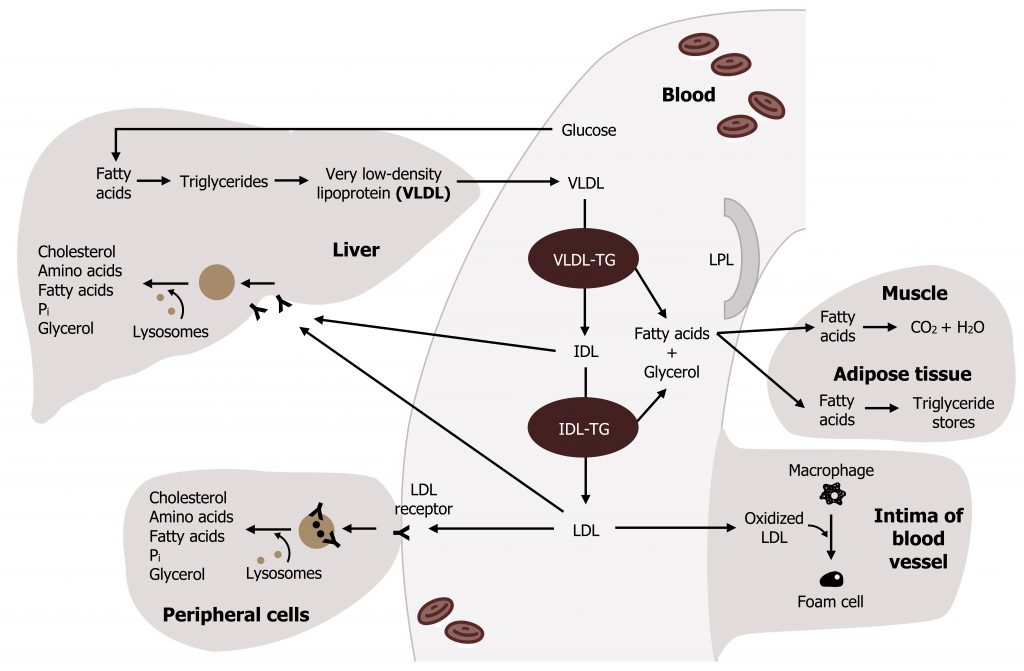 Lipoprotein Metabolism and Cholesterol Synthesis – Cell Biology ...