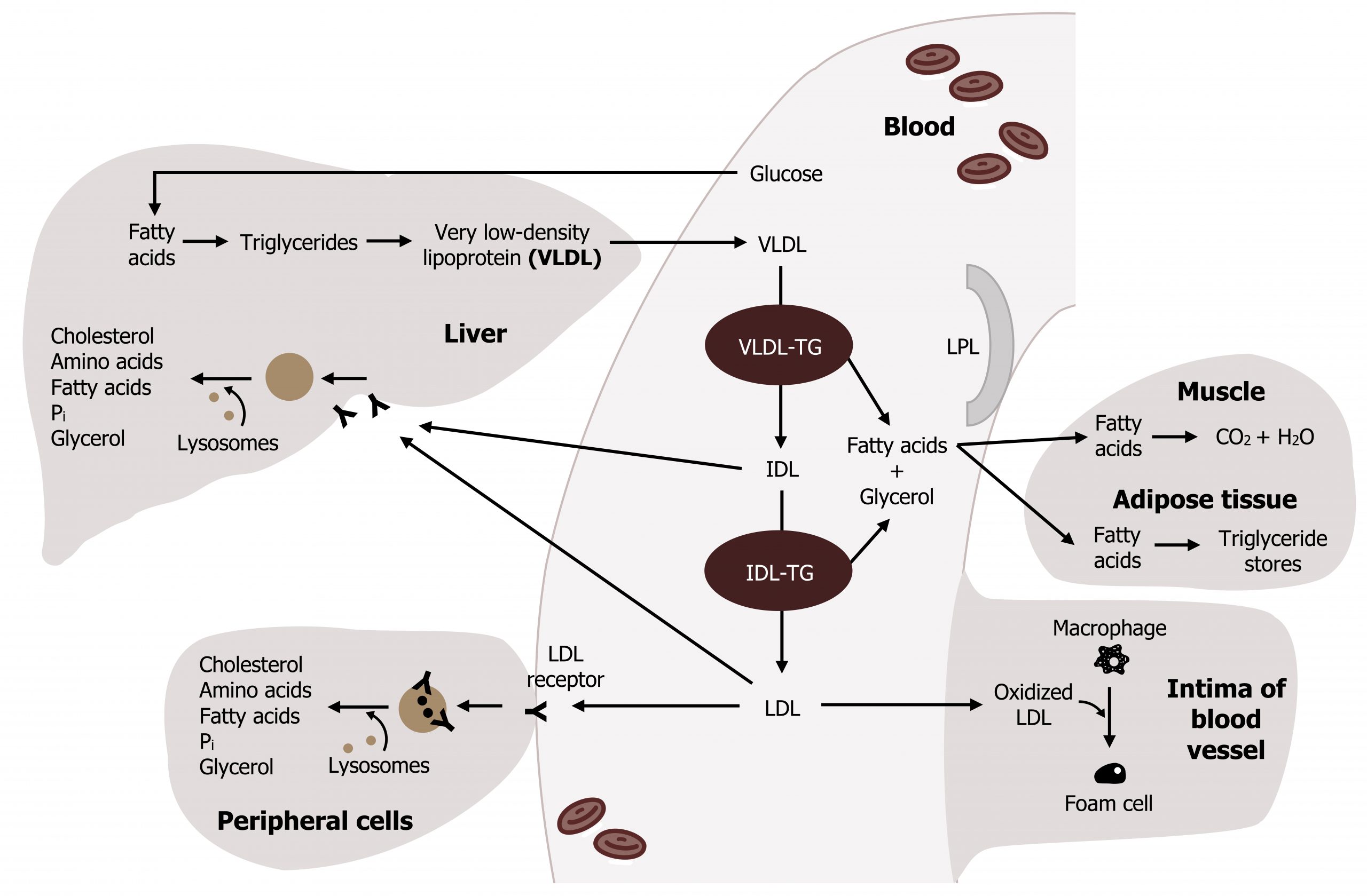 Glucose from blood arrow fatty acids in liver arrow triglycerides arrow very low density lipoprotein (VLDL) moves into blood arrow VLDL-TG arrow to IDL arrows to IDL-TG and to liver receptors. IDL-TG arrows to LDL and liver receptors. LDL arrows to receptors in peripheral cells and liver, arrow with lysosomes to cholesterol, amino acids, fatty acids, Pi, and glycerol. LDL arrow oxidized LDL in the intima of blood vessels that points to an arrow in between macrophage and foam cell. Fatty acids and glycerol from VLDL-TG and IDL-TG follow the same path in muscle and adipose tissue of figure 6.7.