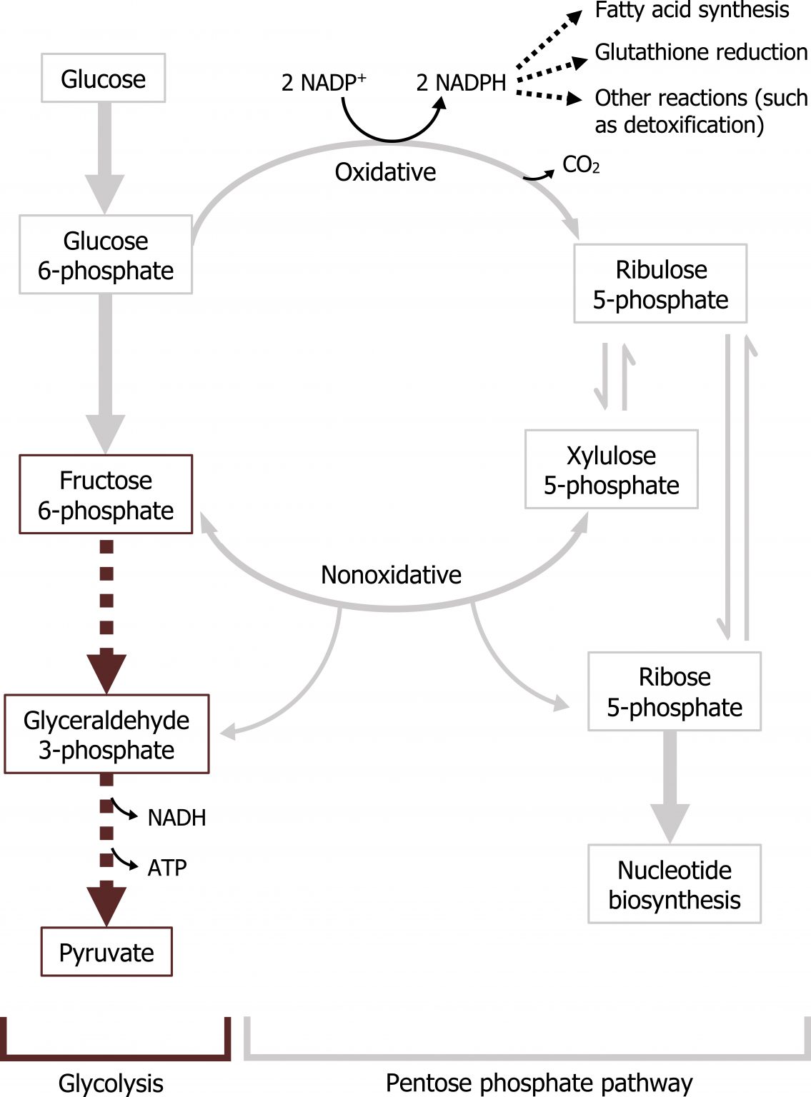 Pentose Phosphate Pathway (PPP), Purine And Pyrimidine Metabolism ...