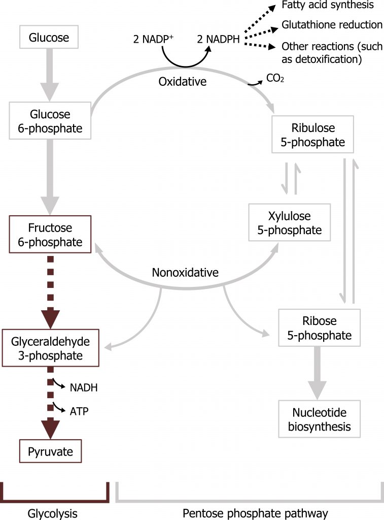 Pentose Phosphate Pathway Ppp Purine And Pyrimidine Metabolism Cell Biology Genetics And