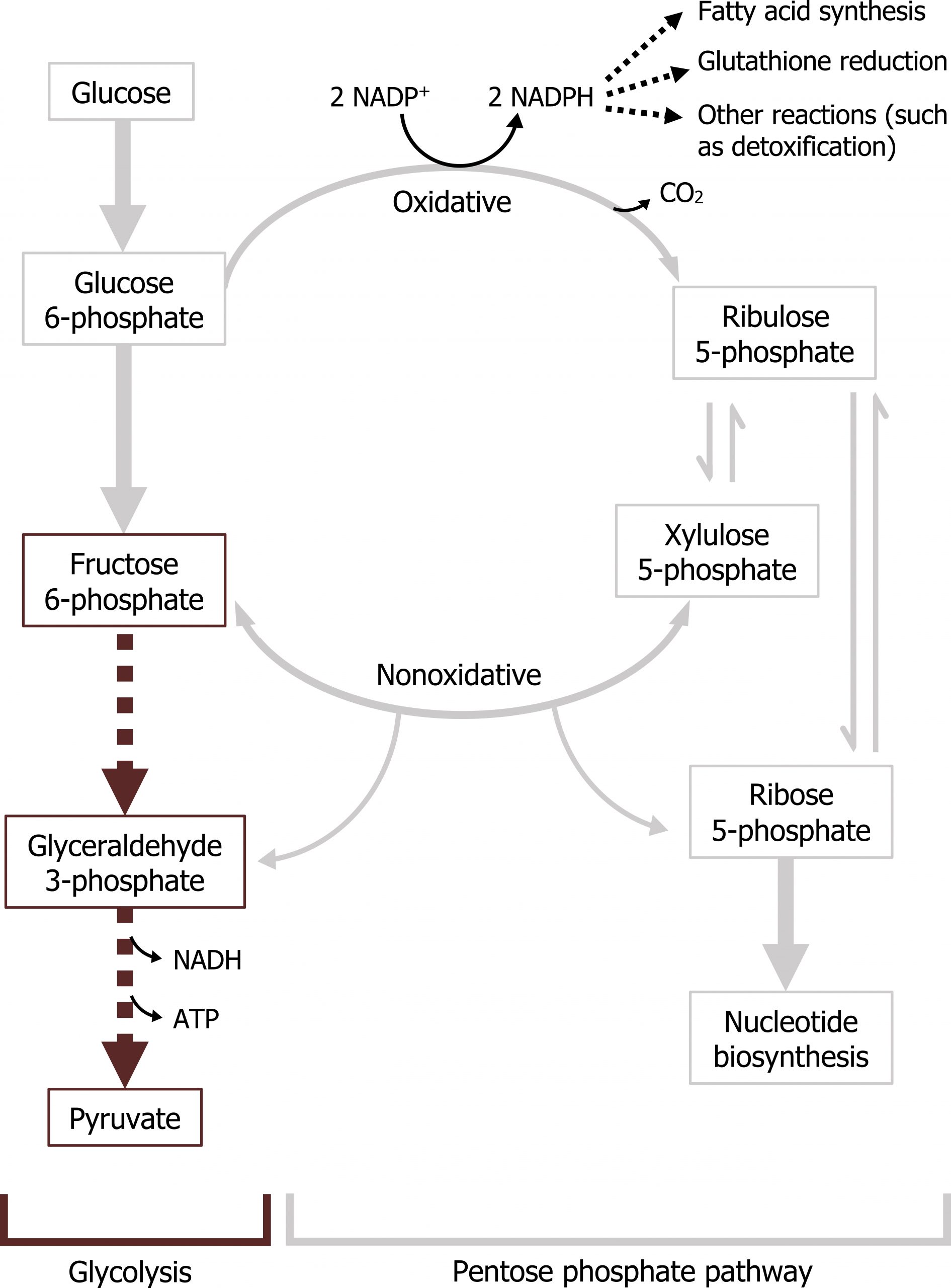 Glycolysis: Glucose arrow Glucose 6-phosphate arrow Fructose 6-phosphate arrow glyceraldehyde 3-phosphate arrow with loss of NADH and ATP to pyruvate. Pentose phosphate pathway: Glucose 6-phosphate arrow with text oxidative to ribulose 5-phosphate bidirectional arrow xylulose 5-phosphate bidirectional arrow with text non-oxidative fructose 6-phosphate. On oxidative arrow, CO2 leaves and 2 NADP+ arrow 2 NADPH arrows to fatty acid synthesis, glutathione reduction, and other reactions (such as detoxification). On non-oxidative arrow, arrows to Ribose 5-phosphate and glyceraldehyde 3-phosphate. Ribulose 5-phosphate bidirectional arrow ribose 5-phosphate arrow nucleotide biosynthesis