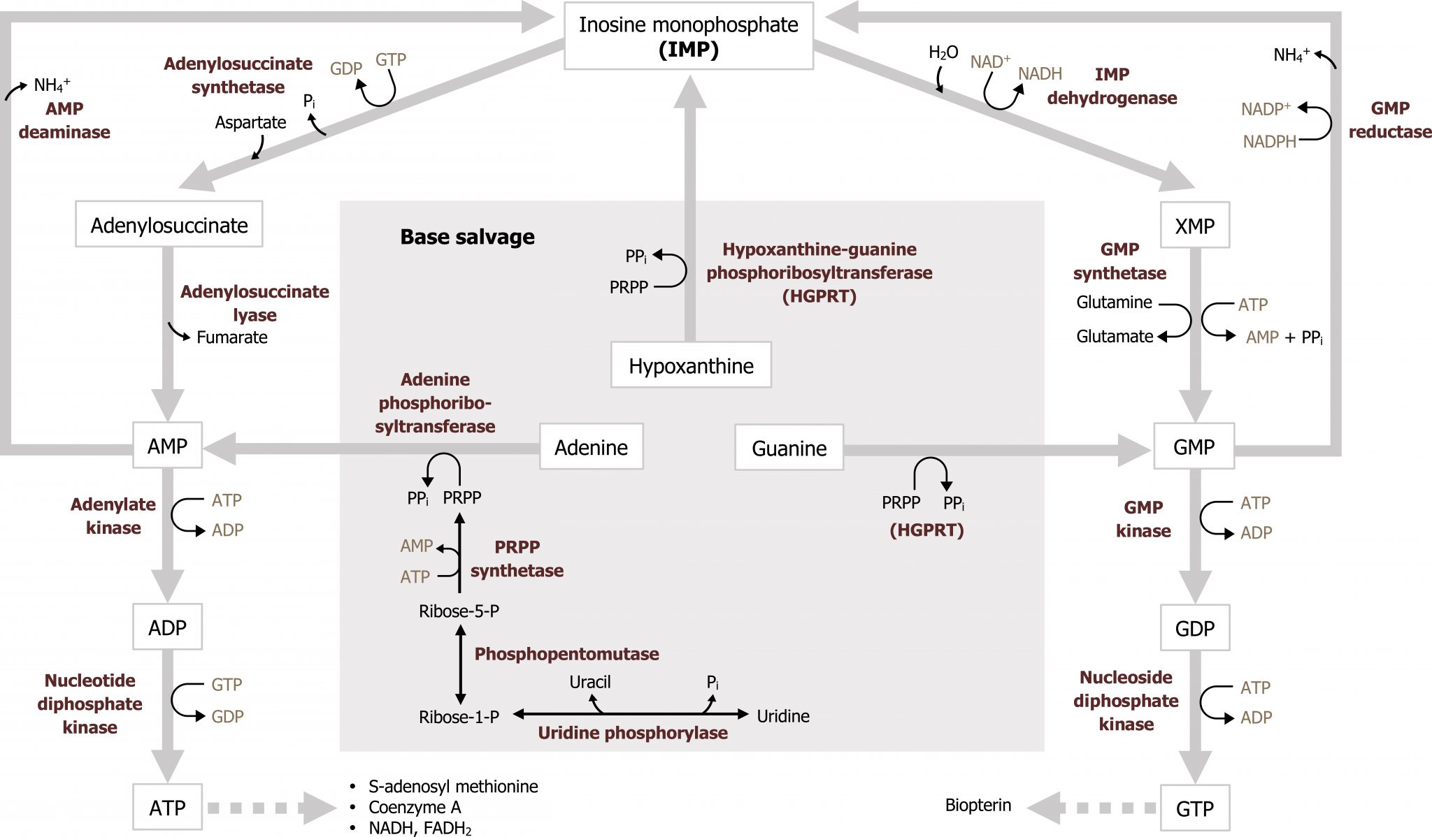 Pentose Phosphate Pathway (PPP), Purine And Pyrimidine Metabolism ...