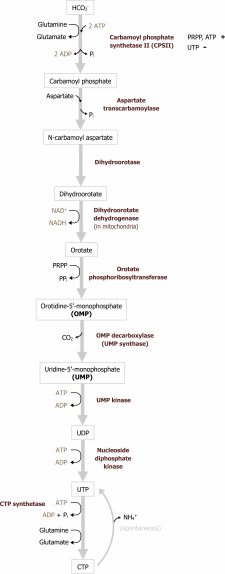 Pentose Phosphate Pathway (PPP), Purine and Pyrimidine Metabolism ...