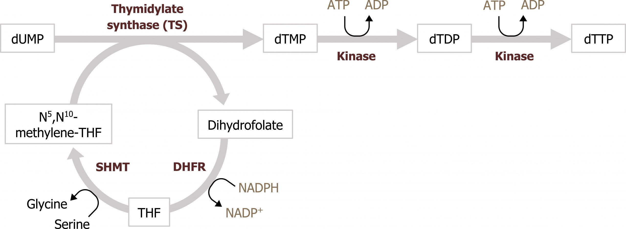 dUMP arrow enzyme thymidylate synthase to dTMP arrow with ATP arrow ADP and enzyme kinase to dTDP arrow with ATP arrow ADP and enzyme kinase to dTTP. Circular diagram attached to arrow between dUMP, to dihydrofolate arrow with NADPH arrow NADP+ and enzyme DHFR to THF arrow with Serine arrow glycine and enzyme SHMT to N5, N10 methylene-THF.