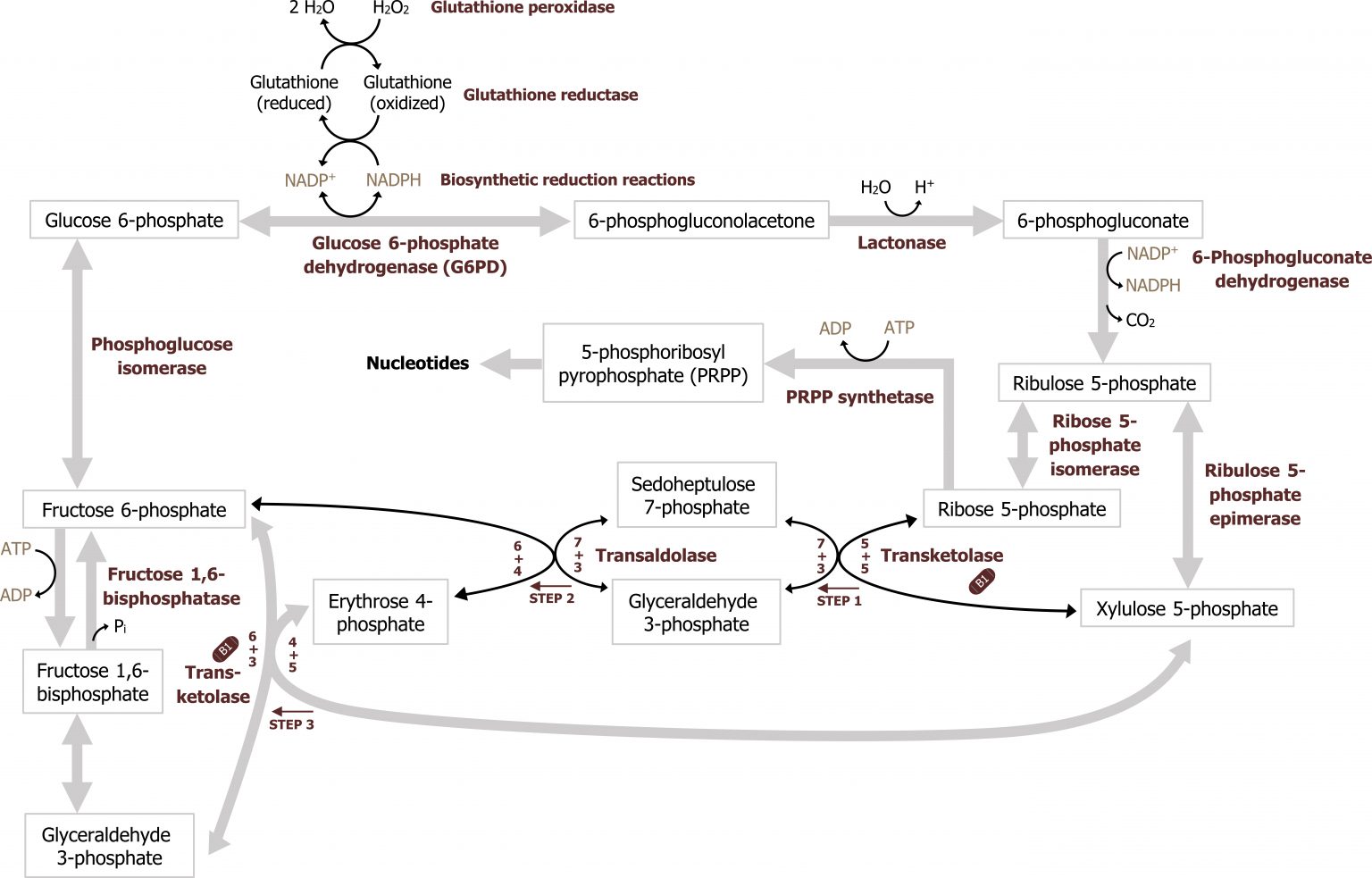 Pentose Phosphate Pathway Ppp Purine And Pyrimidine Metabolism Cell Biology Genetics And