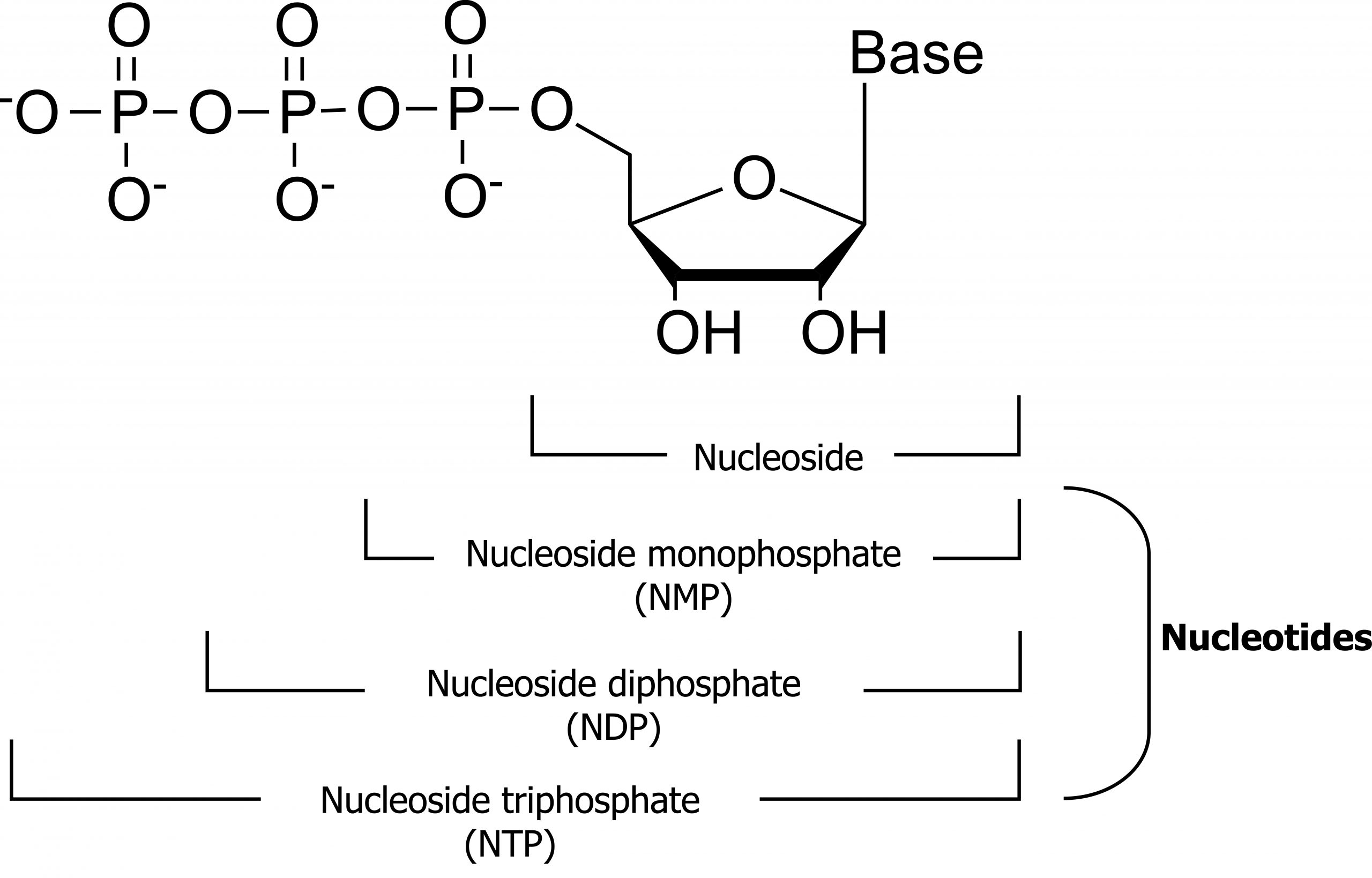 Pentagon shaped 5-carbon sugar with oxygen at top, position 1 carbon and base, position 2 carbon and OH group, position 3 carbon and OH group, position 4 carbon attached to 3 phosphate groups. Nucleoside contains the sugar and base. Nucleoside monophosphate (NMP) contains the sugar, base, and one phosphate group. Nucleoside diphosphate (NDP) contains the sugar, base, and two phosphate groups. Nucleoside triphosphate (NTP) contains the sugar, base, and three phosphate groups. NMP, NDP, and NTP are nucleotides.