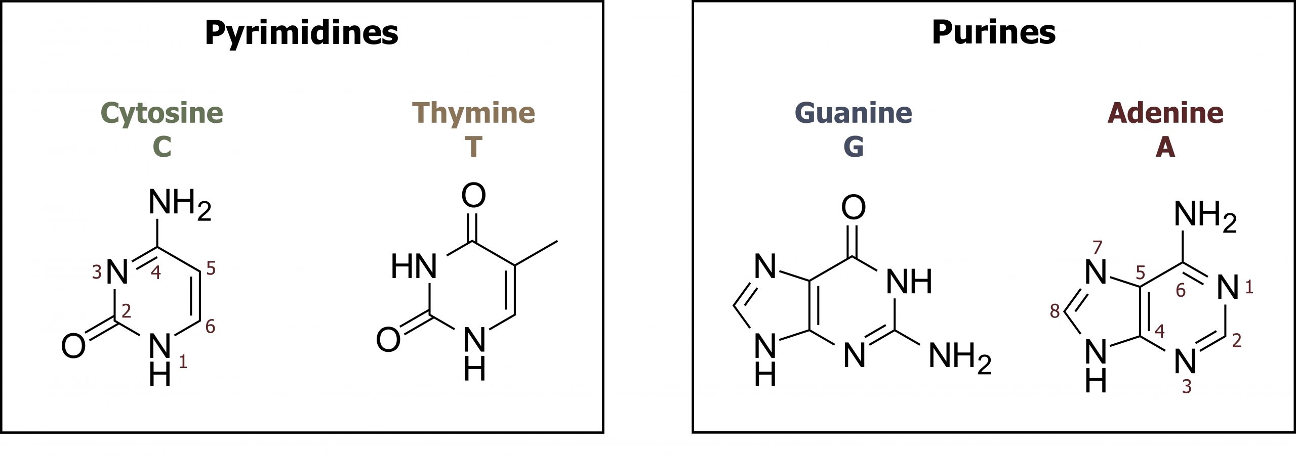 Cytosine IUPAC ID: 6-amino-1H-pyrimidin-2-one. Thymine IUPAC ID: 5-methyl-1H-pyrimidine-2,4-dione. Guanine IUPAC ID: 2-amino-1,7-dihydropurin-6-one. Adenine IUPAC ID: 7H-purin-6-amine.