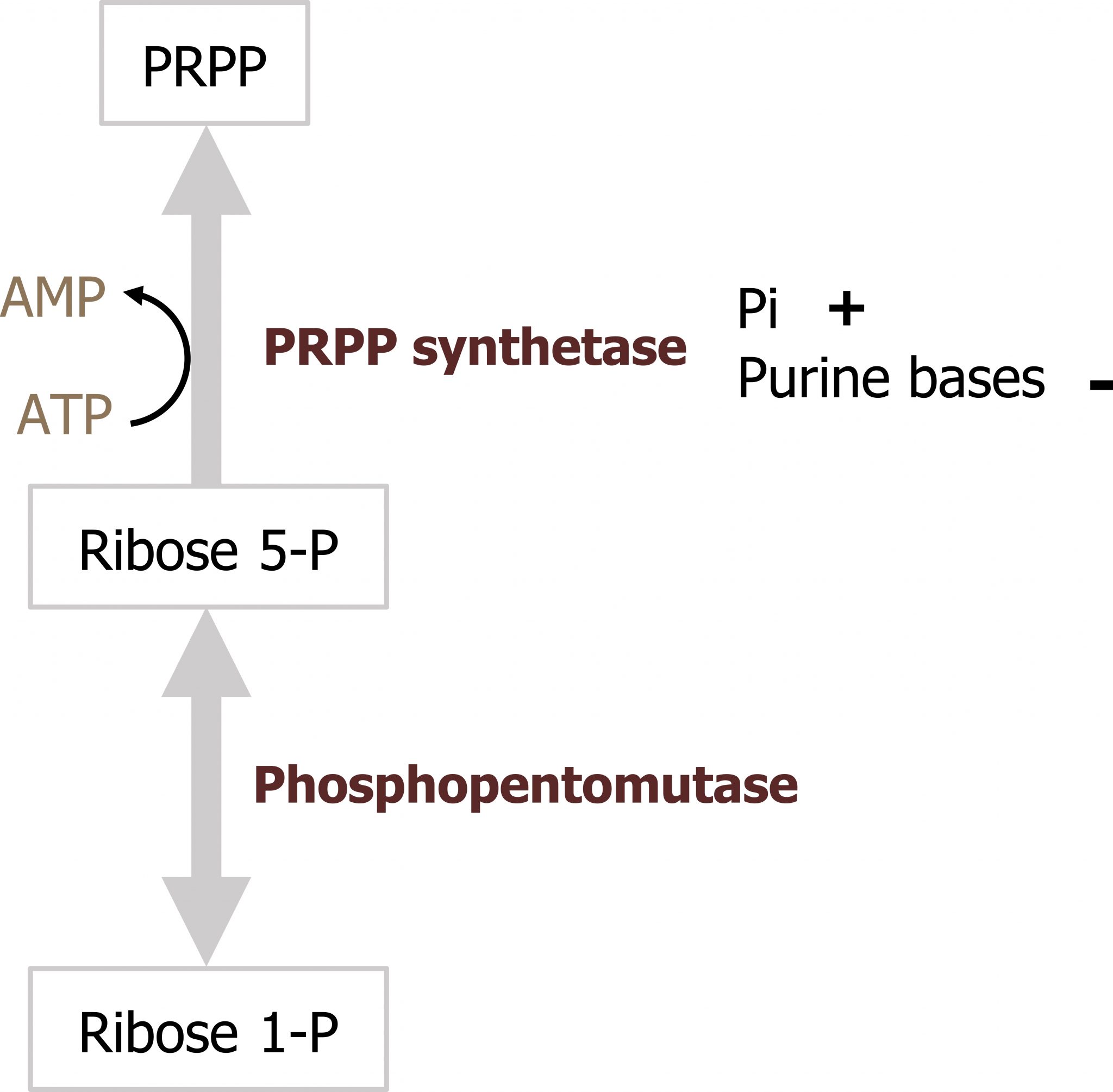 Pentose Phosphate Pathway (PPP), Purine and Pyrimidine Metabolism