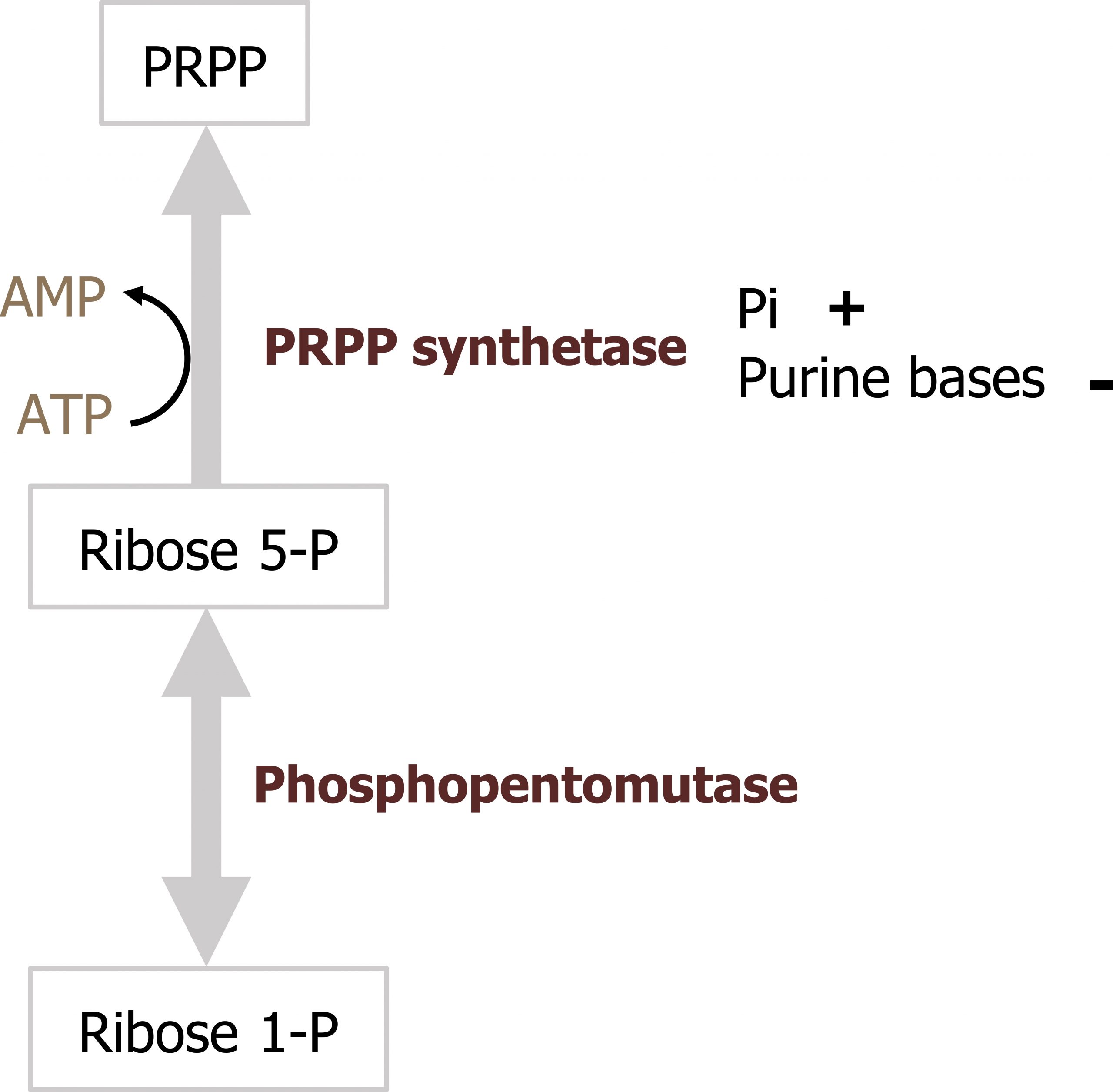 Ribose 1-P bidirectional arrow with enzyme phosphopentomutase to ribose 5-P arrow with ATP arrow AMP and enzyme PRPP synthetase to PRPP. Pi excites and purine bases inhibits PRPP synthetase