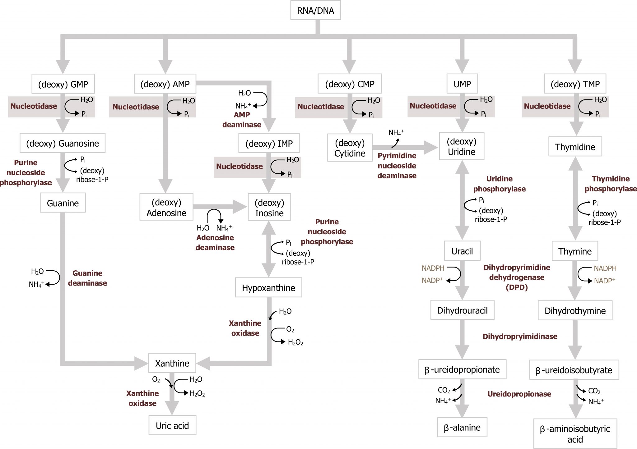 Pentose Phosphate Pathway (PPP), Purine And Pyrimidine Metabolism ...