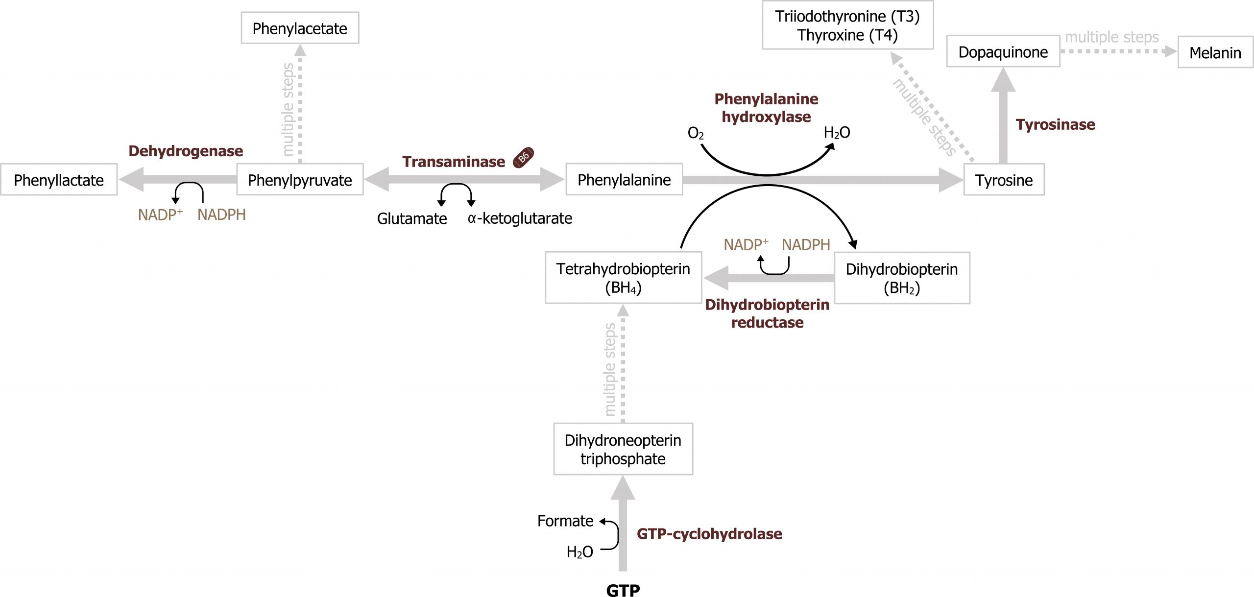 Phenylalanine bidirectional arrow to the left with enzyme transaminase and glutamate bidirectional arrow α-ketoglutarate to phenylpyruvate arrow with enzyme dehydrogenase and NADP+ arrow NADPH to phenyllactate. Phenylpyruvate dotted arrow with text multiple steps to phenylacetate. Phenylalanine arrow with enzyme phenylalanine hydroxylase, O2 arrow H2O, and tetrahydrobiopterin (BH4) arrow Dihydrobiopterin (BH2) to tyrosine arrow with enzyme tyrosinase to dopaquinone dotted arrow with text multiple steps to melanin. Tyrosine dotted arrow with text multiple steps to Triiodothyronine (T3) Thyroxine (T4). Dihydrobiopterin (BH2) arrow with enzyme dihydrobiopterin reductase and NADPH arrow NADP+ to Tetrahydrobiopterin (BH4). GTP arrow with enzyme GTP-cyclohydrolase and H2O arrow formate to dihydroneopterin triphosphate dotted arrow with text multiple steps to tetrahydrobiopterin (BH4)