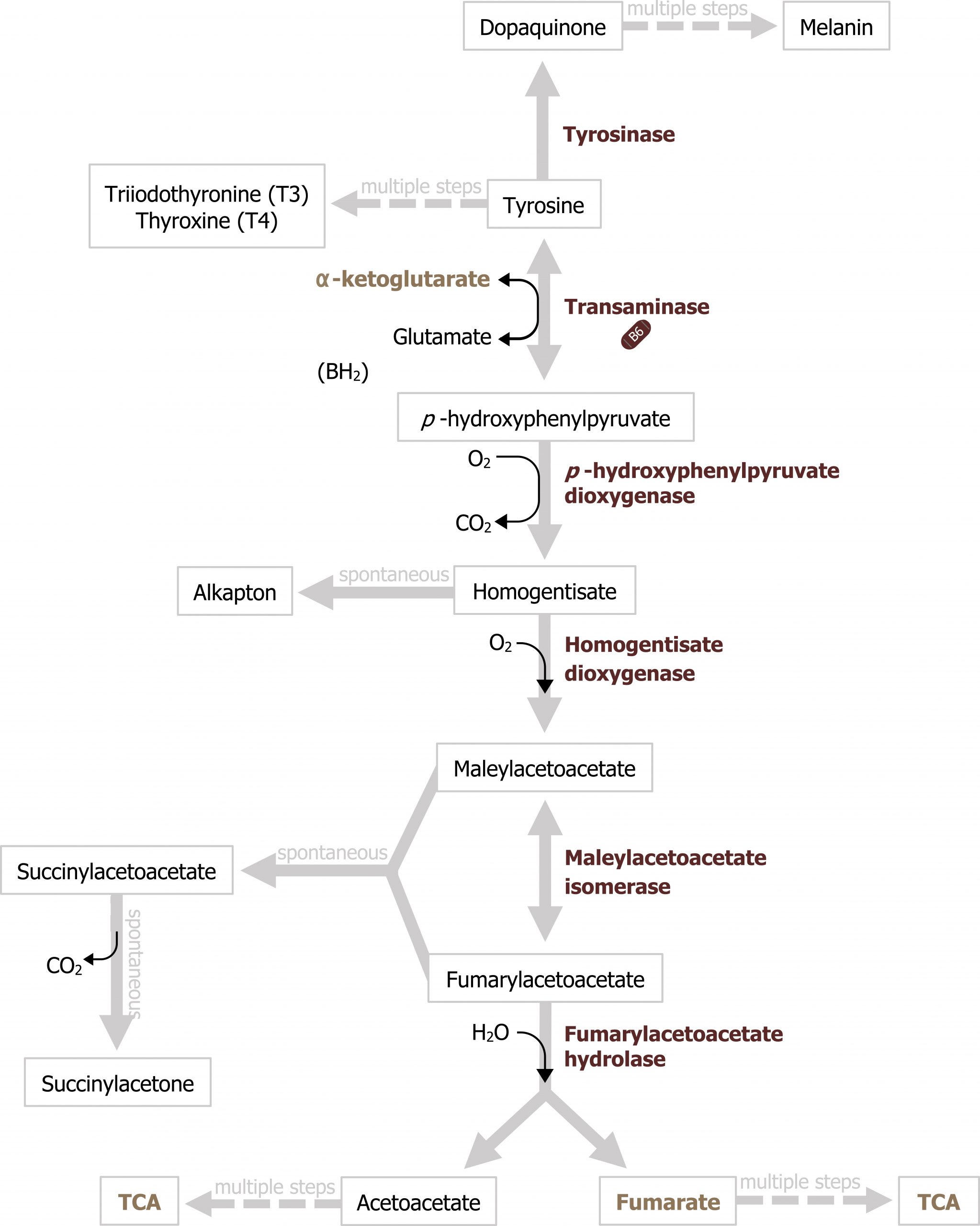 Tyrosine pathways seen in figure 8.1. Tyrosine bidirectional arrow enzyme transaminase with Glutamate bidirectional arrow α-ketoglutarate to ρ-hydroxyphenylpyruvate arrow ρ-hydroxyphenylpyruvate dioxygenase with O2 arrow CO2 to homogentisate arrow enzyme homogentisate dioxygenase with O2 addition to maleylacetoacetate bidirectional arrow enzyme maleylacetoacetate isomerase to fumarylacetoacetate branched arrow enzyme fumarylacetoacetate hydrolase with H2O addition to acetoacetate and fumarate arrows text multiple steps to TCA. Homogentisate arrow text spontaneous to alkapton. Maleylacetoacetate and fumarylacetoacetate arrow text spontaneous succinylacetoacetate arrow text spontaneous and loss of CO2 to succinylacetone.