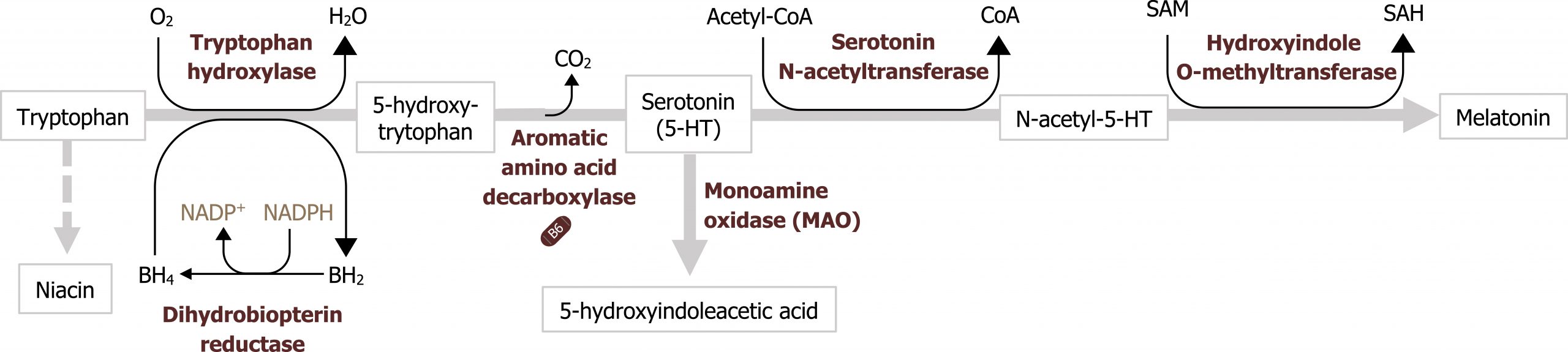 Tryptophan arrow with O2 arrow H2O, BH4 arrow BH2, and enzyme tryptophan hydroxylase to 5-hydroxy-tryptophan arrow with CO2 loss and enzyme aromatic amino acid decarboxylase to serotonin (5-HT) arrow with acetyl-CoA arrow CoA and enzyme serotonin N-acetyltransferase to N-acetyl-5-HT arrow with SAM arrow SAH and enzyme Hydroxyindole O-methyltransferase to melatonin. Tryptophan arrow niacin. Serotonin (5-HT) arrow 5-hydroxyindoleacetic acid. BH2 arrow with NADPH arrow NADP+ and enzyme dihydrobiopterin reductase to BH4.
