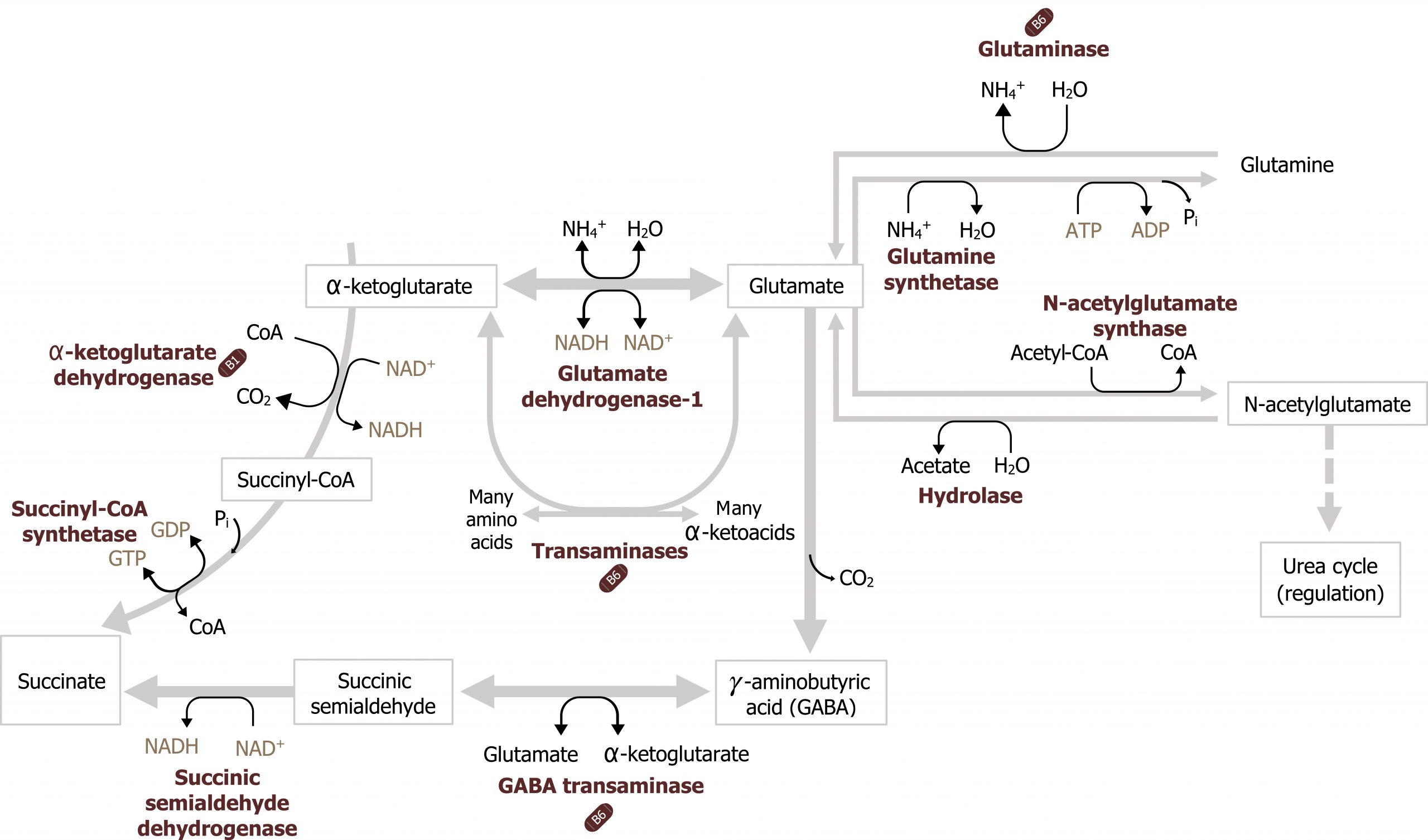 Glutamate arrow γ-aminobutyric acid (GABA) with CO2 loss bidirectional arrow enzyme GABA transaminase with glutamate bidirectional arrow α-ketoglutarate to succinic semialdehyde arrow enzyme succinic semialdehyde dehydrogenase with NAD+ arrow NADH to succinate. Glutamate bidirectional arrow enzyme glutamate dehydrogenase-1 with H2O bidirectional arrow NH4+ and NAD+ bidirectional arrow NADH to α-ketoglutarate arrow enzyme α-ketoglutarate dehydrogenase with NAD+ arrow NADH and CoA arrow CO2 to succinyl-CoA arrow enzyme succinyl-coA synthetase with Pi addition, GDP bidirectional arrow GTP and loss of CoA to succinate. Glutamate arrow enzyme glutamine synthetase with NH4+ arrow H2O, ATP arrow ADP, and loss of Pi to glutamine arrow enzyme glutaminase with H2O arrow NH4+ to glutamate. Glutamate arrow enzyme N-acetylglutamate synthase with acetyl-CoA arrow CoA to N-acetylglutamate arrow enzyme hydrolase with H2O arrow acetate to glutamate. N-acetylglutamate dotted arrow urea cycle (regulation)