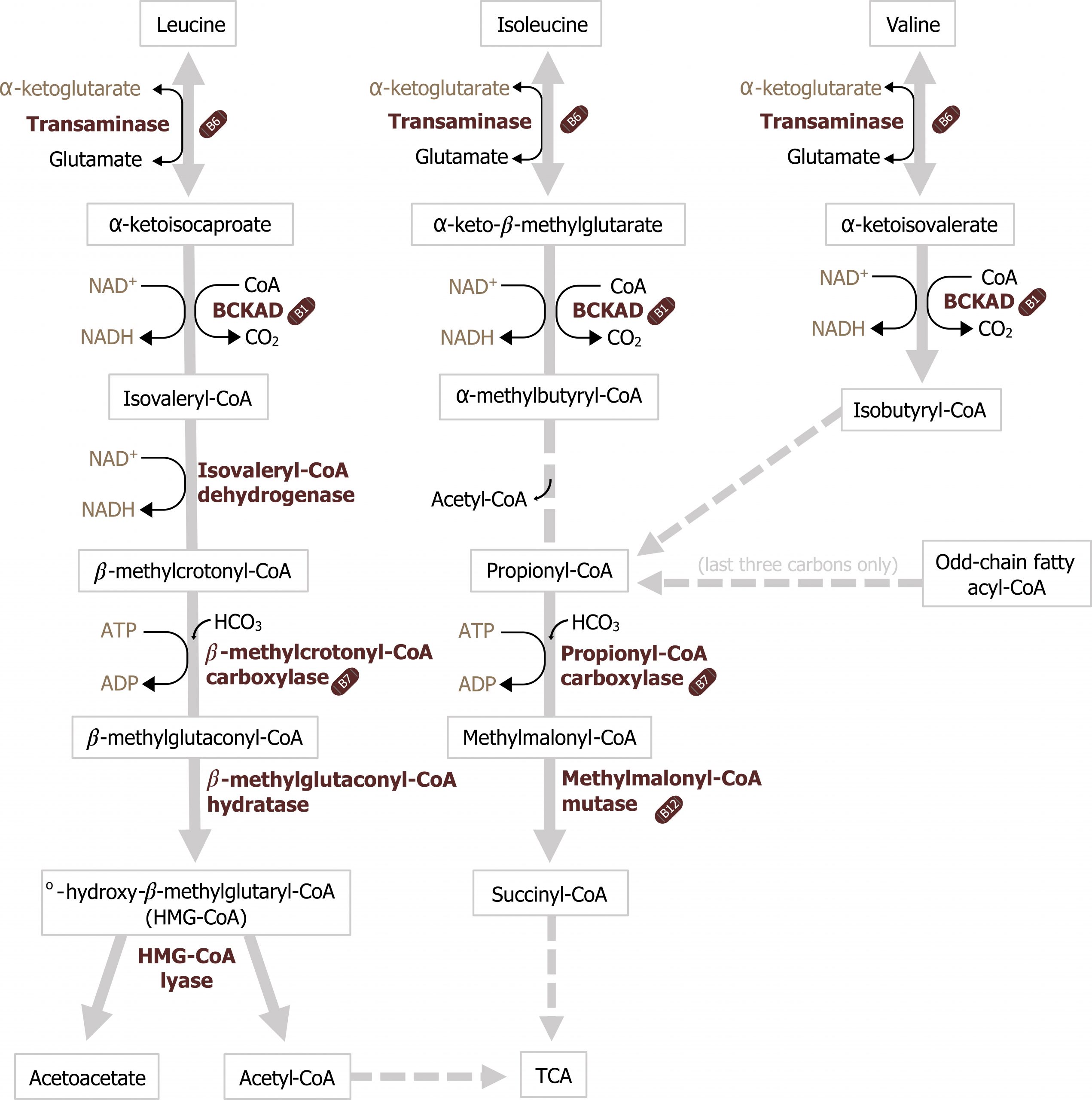 Leucine bidirectional arrow enzyme transaminase with α-ketoglutarate bidirectional arrow glutamate to α-ketoisocaproate arrow enzyme BCKAD with NAD+ arrow NADH and CoA arrow CO2 to isovaleryl-CoA arrow enzyme isovaleryl-CoA dehydrogenase with NAD+ arrow NADH to β-methylcrotonyl-CoA arrow enzyme β-methylcrotonyl-CoA carboxylase with HCO3 addition and ATP arrow ADP to β-methylglutaconyl-CoA arrow enzyme β-methylglutaconyl-CoA hydratase to °-hydroxy-β-methylglutaconyl-CoA (HMG-CoA) arrows enzyme HMG-CoA lyase to acetoacetate and acetyl CoA arrow TCA. Isoleucine bidirectional arrow enzyme transaminase with α-ketoglutarate bidirectional arrow glutamate to α-keto-β-methylglutarate arrow enzyme BCKAD with CoA arrow CO2 and NAD+ arrow NADH to α-methylbutyryl-CoA arrow with loss of acetyl-CoA to propionyl-CoA arrow enzyme propionyl-CoA carboxylase with HCO3 addition and ATP arrow ADP to methylmalonyl CoA arrow enzyme methylmalonyl-CoA mutase to succinyl-CoA arrow TCA. Valine bidirectional arrow enzyme transaminase with α-ketoglutarate bidirectional arrow glutamate to α-ketoisovalerate arrow enzyme BCKAD with CoA arrow CO2 and NAD+ arrow NADH to isobutyryl-CoA arrow propionyl-CoA. Odd chain fatty acyl CoA arrow text last three carbons only to propionyl CoA.