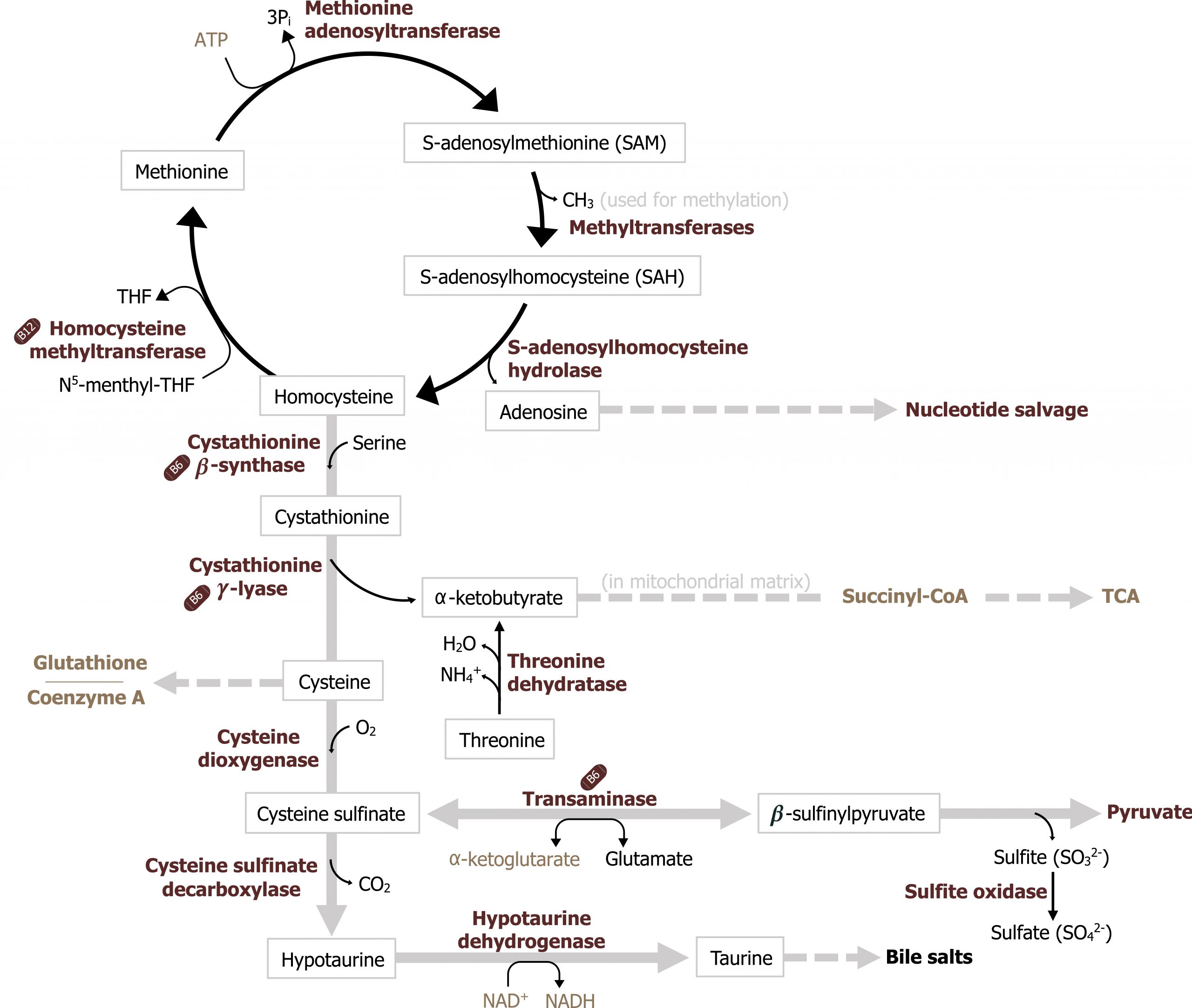 Circular diagram homocysteine arrow enzyme homocysteine methyltransferase with N5-menthyl-THF arrow THF to methionine arrow enzyme methionine adenosyltransferase with ATP arrow 3 Pi to S-adenosylmethionine (SAM) arrow enzyme methyltransferases with loss of CH3 (used for methylation) to S-adenosylhomocysteine (SAH) arrow enzyme S-adenosylhomocysteine hydrolase to adenosine dotted arrow to nucleotide salvage. Homocysteine arrow enzyme cystathionine β-synthase with serine addition to cystathionine arrow enzyme cystathionine ᵞ-lyase with loss of α-ketobutyrate to cysteine arrow enzyme cysteine dioxygenase with O2 addition to cysteine sulfinate arrow enzyme cysteine sulfinate decarboxylase with loss of CO2 to hypotaurine arrow enzyme hypotaurine dehydrogenase with NAD+ arrow NADH to taurine arrow bile salts. Cysteine sulfinate bidirectional arrow enzyme transaminase with α-ketoglutarate bidirectional arrow glutamate to β-sulfinylpyruvate arrow with loss of sulfite to pyruvate. Sulfite arrow enzyme sulfite oxidase to sulfate. Threonine arrow enzyme threonine dehydratase with loss of NH4+ and H2O to α-ketobutyrate dotted arrow text (in mitochondrial matrix) to succinyl-CoA dotted arrow TCA. Cysteine dotted arrow glutathione, coenzyme A