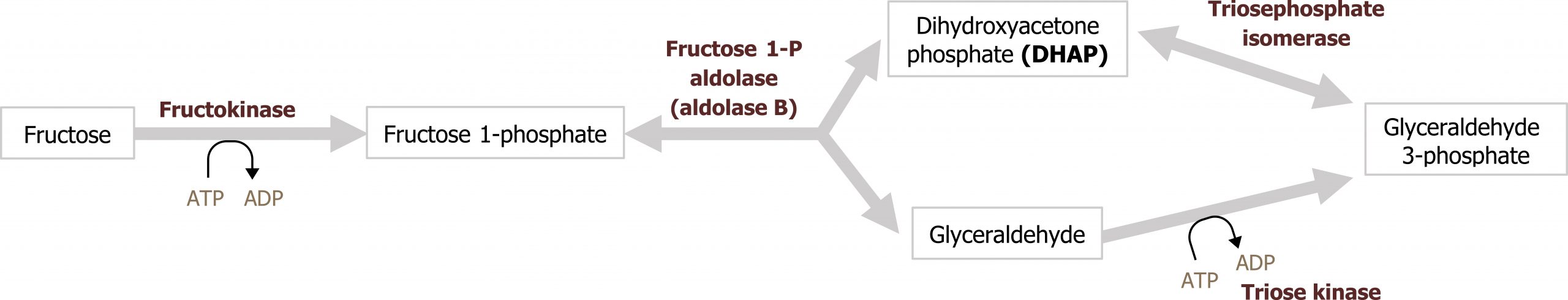 Fructose arrow with ATP arrow ADP and enzyme fructokinase to Fructose 1-phosphate bidirectional branched arrows enzyme fructose 1-P aldolase (aldolase B) to dihydroxyacetone phosphate (DHAP) and glyceraldehyde. DHAP bidirectional arrow enzyme triosephosphate isomerase to glyceraldehyde 3-phosphate. Glyceraldehyde arrow with ATP arrow ADP and enzyme triose kinase to glyceraldehyde 3-phosphate.