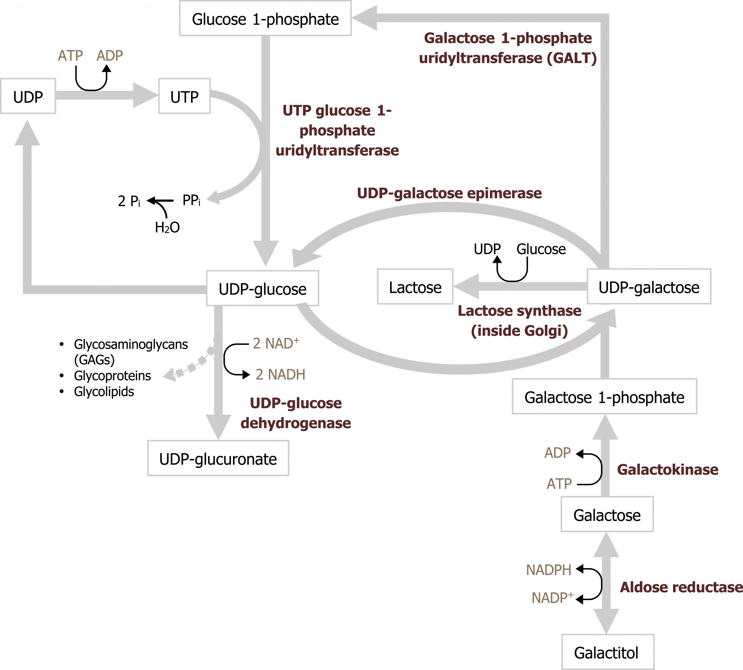 Galactitol bidirectional arrow enzyme aldose reductase with NADP+ bidirectional arrow NADPH to galactose arrow enzyme galactokinase with ATP arrow ADP to galactose 1-phosphate arrow UDP-galactose arrow enzyme galactose 1-phosphate uridyltransferase (GALT) to Glucose 1-phosphate arrow enzyme UTP glucose 1-phosphate uridyltransferase to UDP-glucose arrow enzyme UDP-glucose dehydrogenase with 2 NAD+ arrow 2 NADH and loss of glycosaminoglycans (GAGs), glycoproteins, and glycolipids to UDP-glucuronate. UDP-galactose arrow enzyme UDP-galactose epimerase to UDP-glucose arrow UDP-galactose. UDP-galactose arrow enzyme lactose synthase (inside Golgi) with Glucose arrow UDP to lactose. UDP-glucose arrow UDP arrow with ATP arrow ADP to UTP arrow touching between glucose 1-phosphate and UDP-glucose to PPi arrow with H2O addition to 2 Pi.