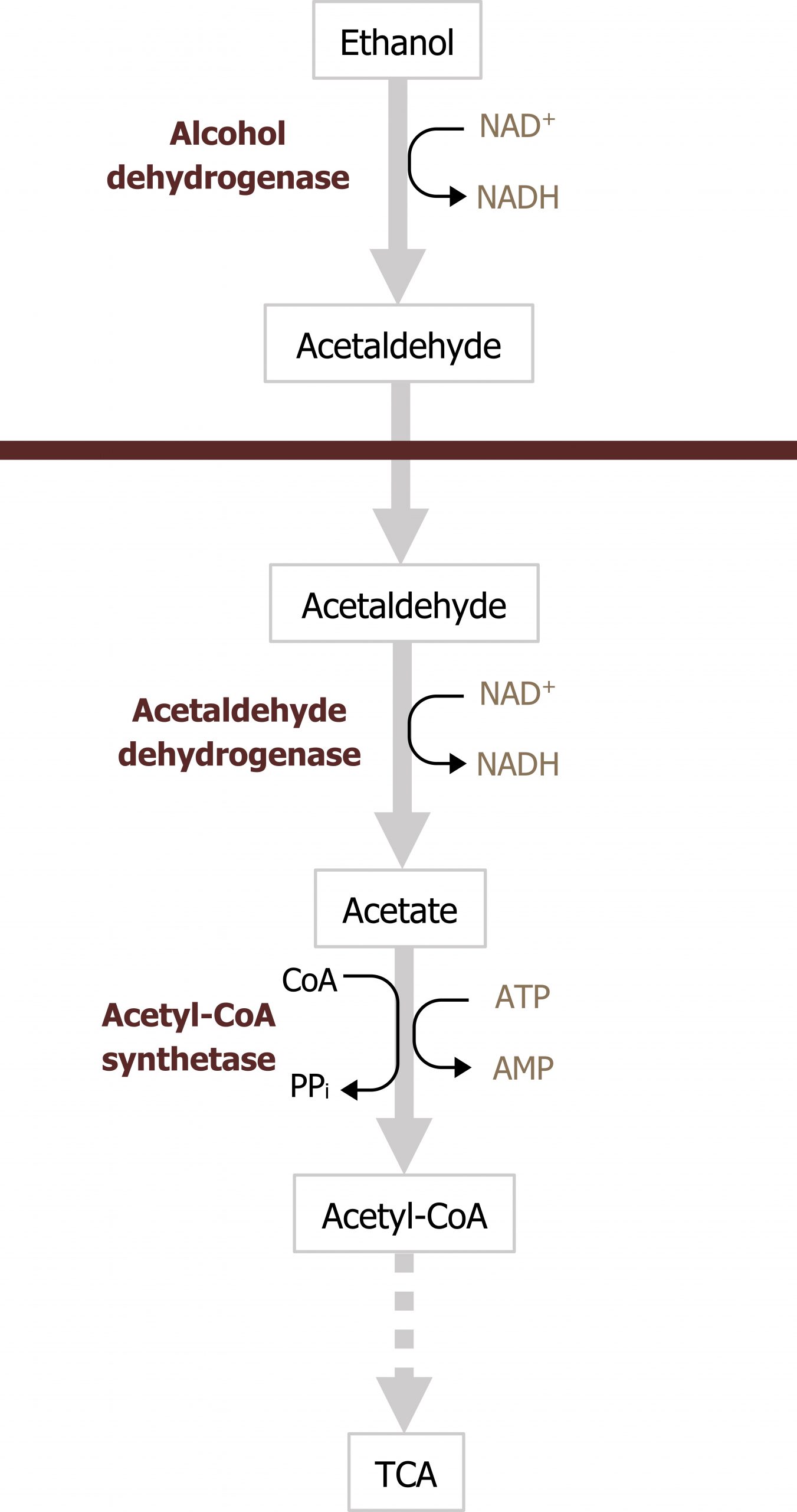 Ethanol arrow with NAD+ arrow NADH and enzyme alcohol dehydrogenase to acetaldehyde from cytosol into mitochondria arrow with NAD+ arrow NADH and enzyme acetaldehyde dehydrogenase to acetate arrow with ATP arrow AMP, CoA arrow PPi, ane enzyme acetyl-coA synthetase to acetyl-CoA arrow TCA.