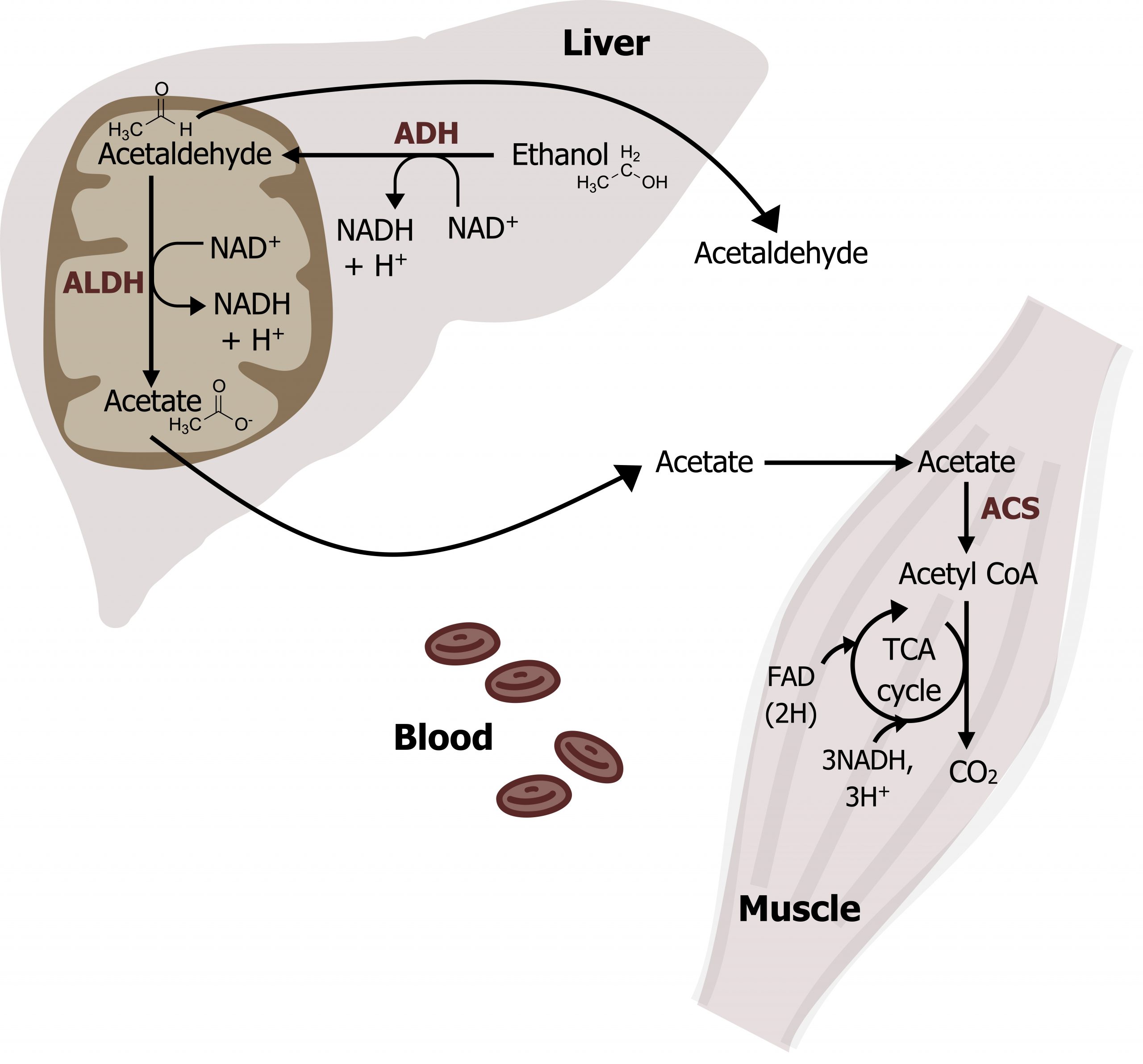 In the liver, ethanol arrow with NAD+ arrow NADH + H+ and enzyme ADH to Acetaldehyde arrow with NAD+ arrow NADH + H+ with enzyme ALDH to acetate moves to blood to muscle arrow enzyme ACS acetyl CoA arrow with 3 NADH, 3H+ and FAD into TCA cycle to CO2. Acetaldehyde from the liver moves to blood.