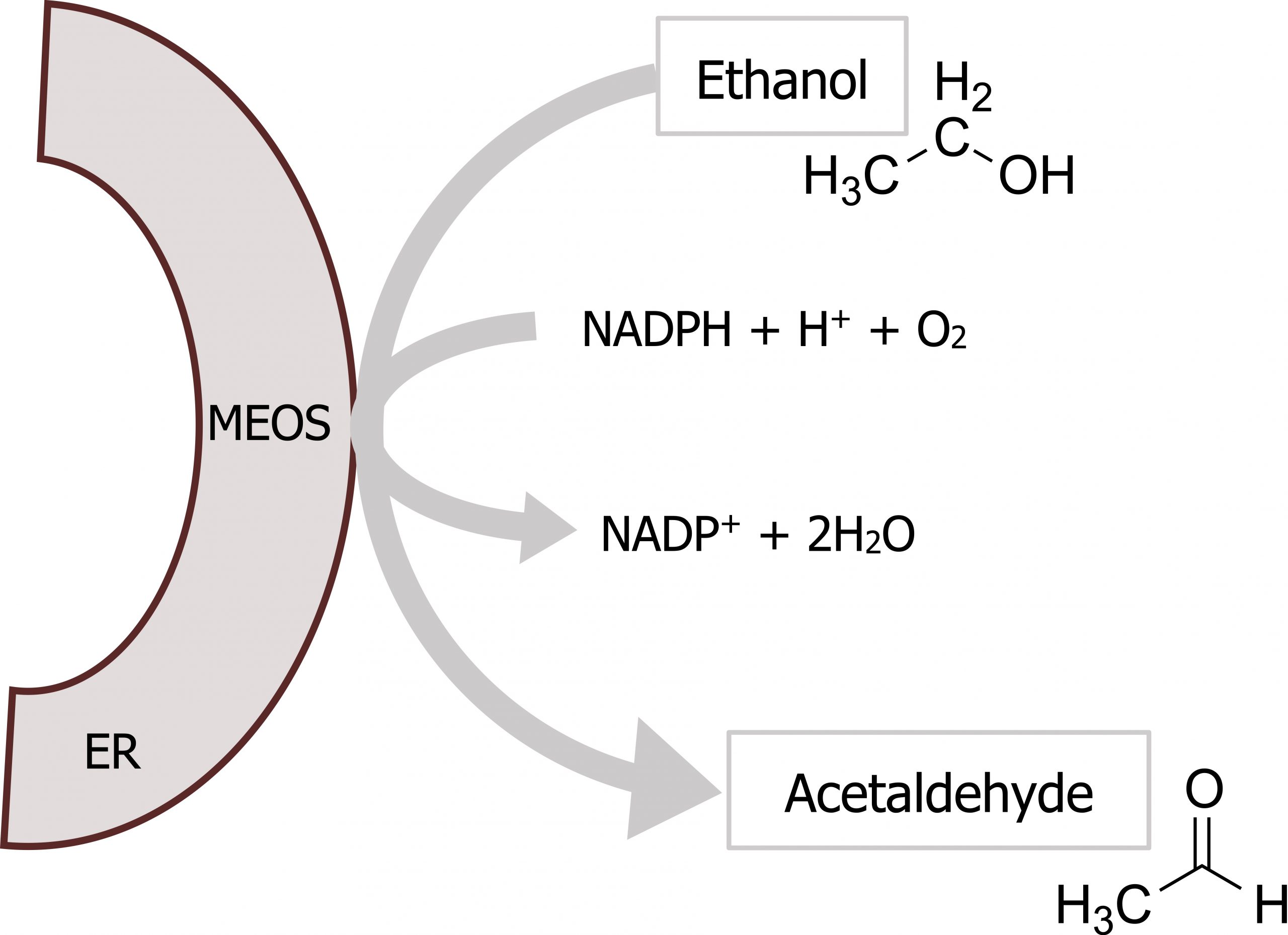 Half circle with MEOS and ER inside. Ethanol arrow touching half circle to acetaldehyde. On the arrow, NADPH + H+ + O2 arrow NADP+ + 2 H2O. Ethanol H3C single bond CH2 single bond OH. Acetaldehyde H3C single bond CH double bond O.