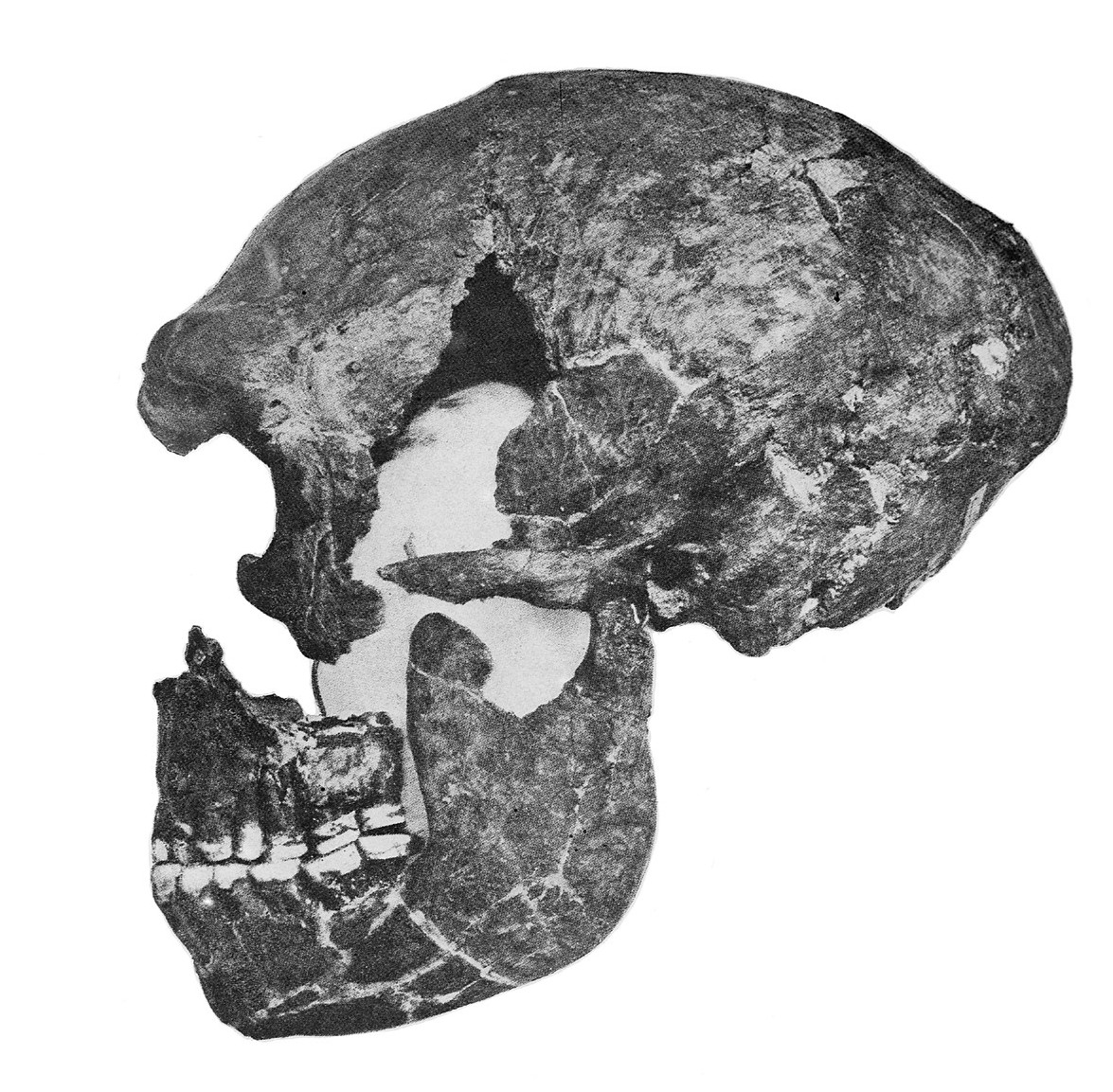 side profile of La Quina Neanderthal skull
