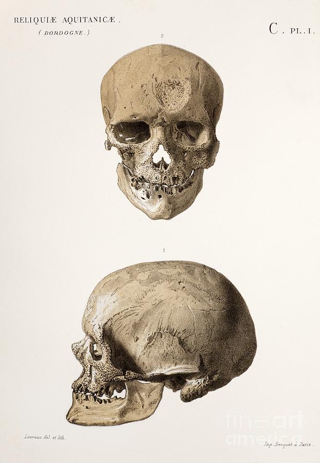 Front and side profile of a skull from Cro-Magnon