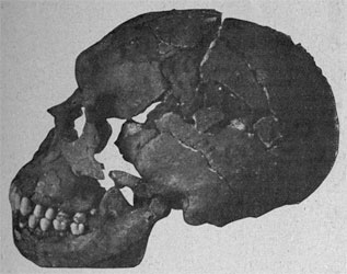 skull found at Le Moustier