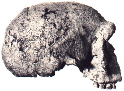 side profile of skull