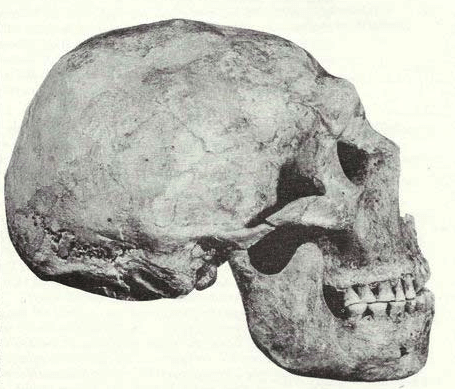 side profile of skull
