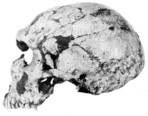 side profile of male skull La Ferrassie 1