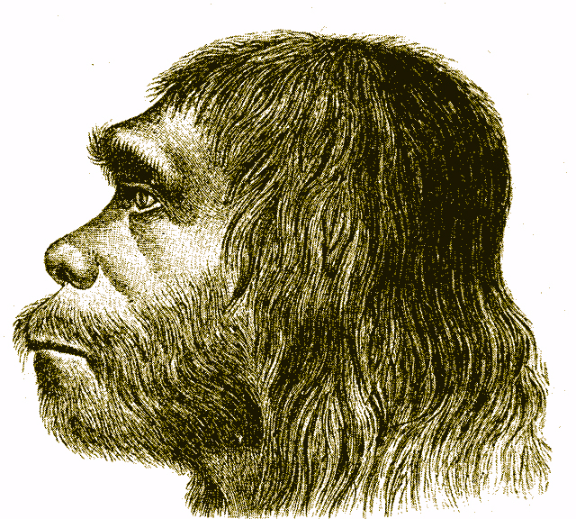 side profile of Neanderthal