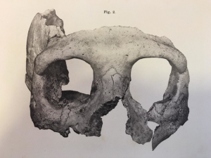 Partial Neanderthal skull found at Krapina