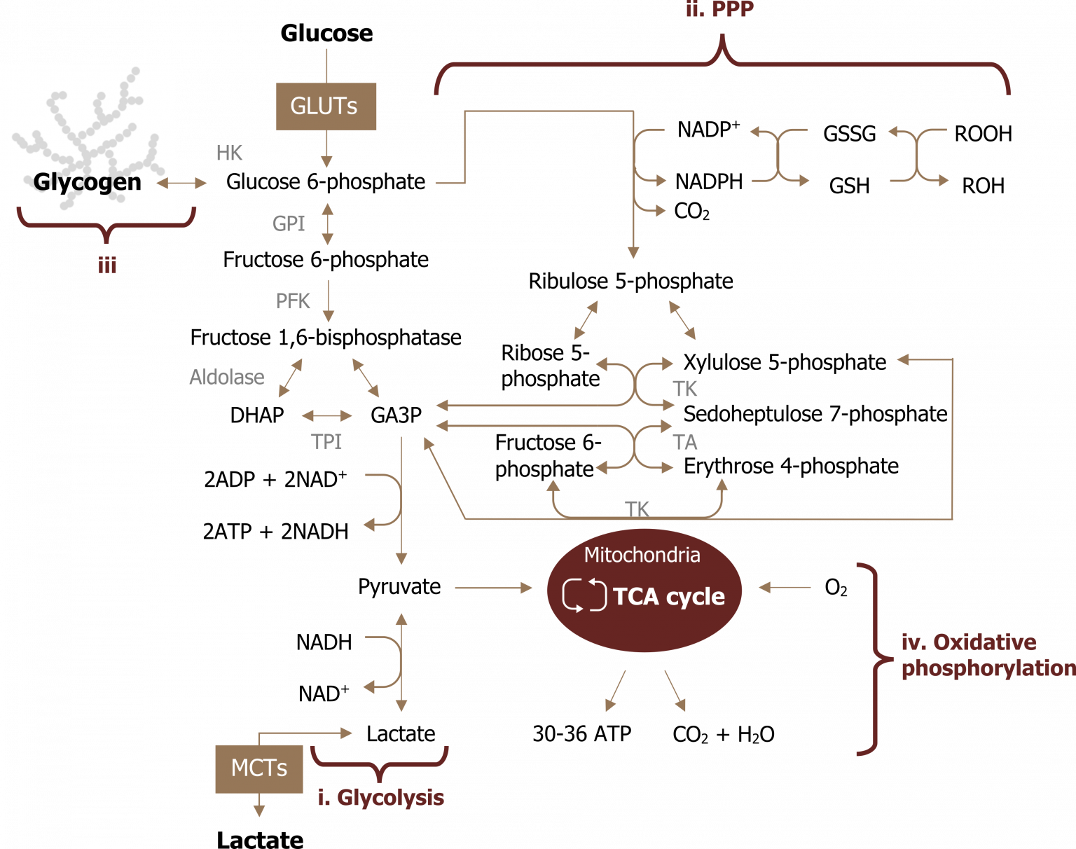 Neuron and astrocyte metabolism – Neuroscience for Pre-Clinical Students