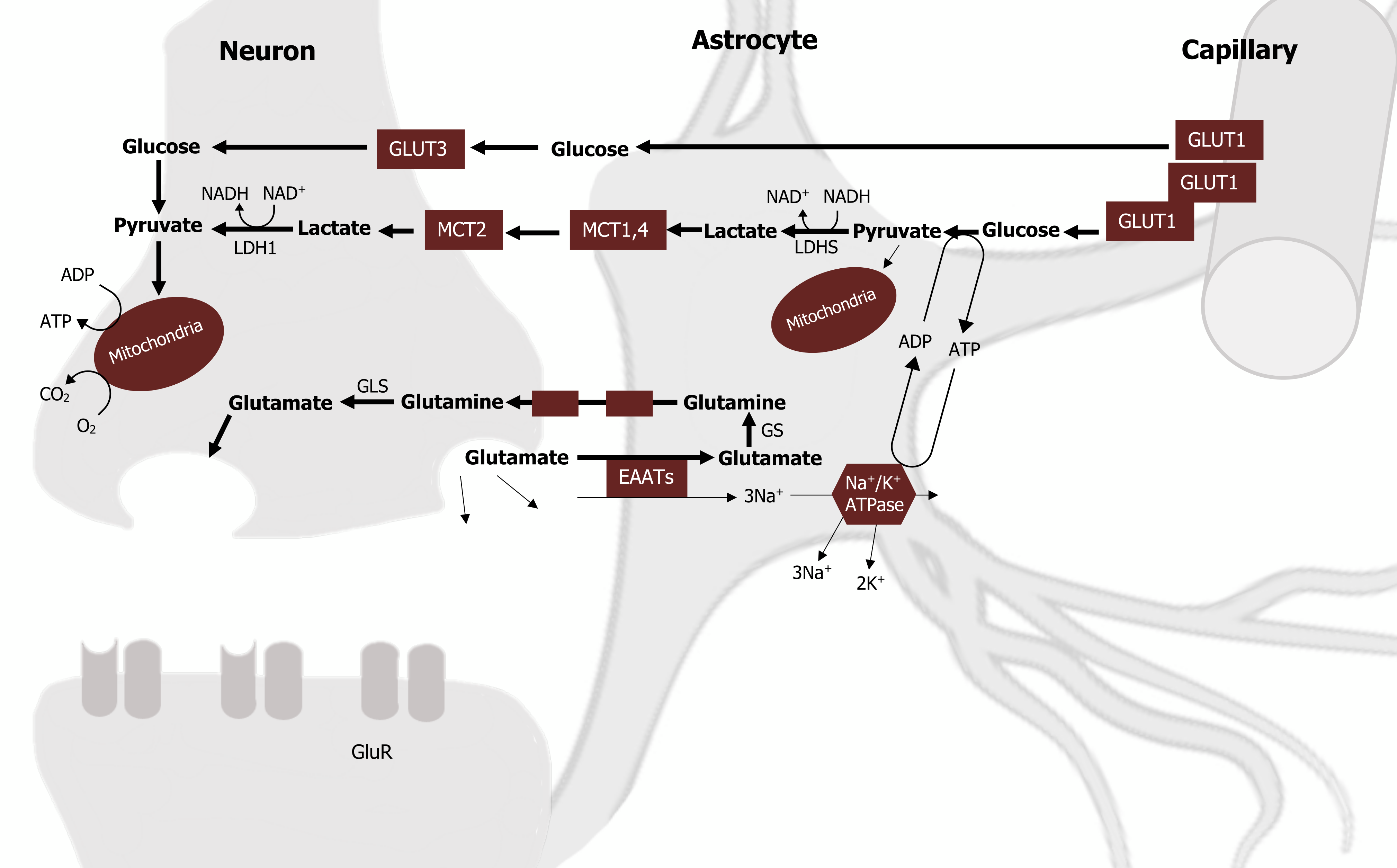 GLUT1 in the capillary arrow glucose in the astrocyte arrow GLUT3 in the neuron arrow Glucose arrow pyruvate arrow mitochondria with ADP arrow ATP and O2 arrow CO2. GLUT1 in the capillary arrow glucose arrow pyruvate in the astrocyte arrow with LDHS and NADH arrow NAD+ to lactate arrow MCT1,4 arrow MCT2 in the neuron arrow lactate arrow with LDH1 and NAD+ arrow NADH to pyruvate. Glutamate in the neuron arrow with EAATs to Glutamate in the astrocyte arrow with GS to glutamine arrow glutamine in the neuron arrow with GLS to glutamate arrow extracellular space. EAATs arrow 3 Na+ to Na+/K+ ATPase arrows releasing 3 Na+ and 2 K+ extracellularly. Circular arrows between ADP and ATP between Na+/K+ ATPase and arrow between glucose in the capillary to pyruvate in the astrocyte