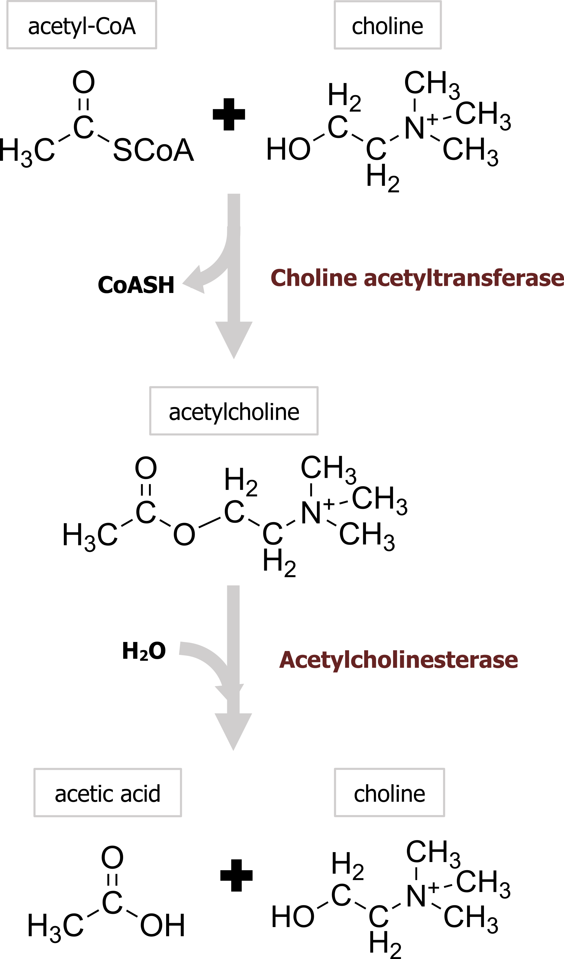Acetyl-CoA + Choline arrow enzyme Choline acetyltransferase and loss of CoASH to acetylcholine arrow with enzyme acetylcholinesterase and H2O to acetic acid + choline