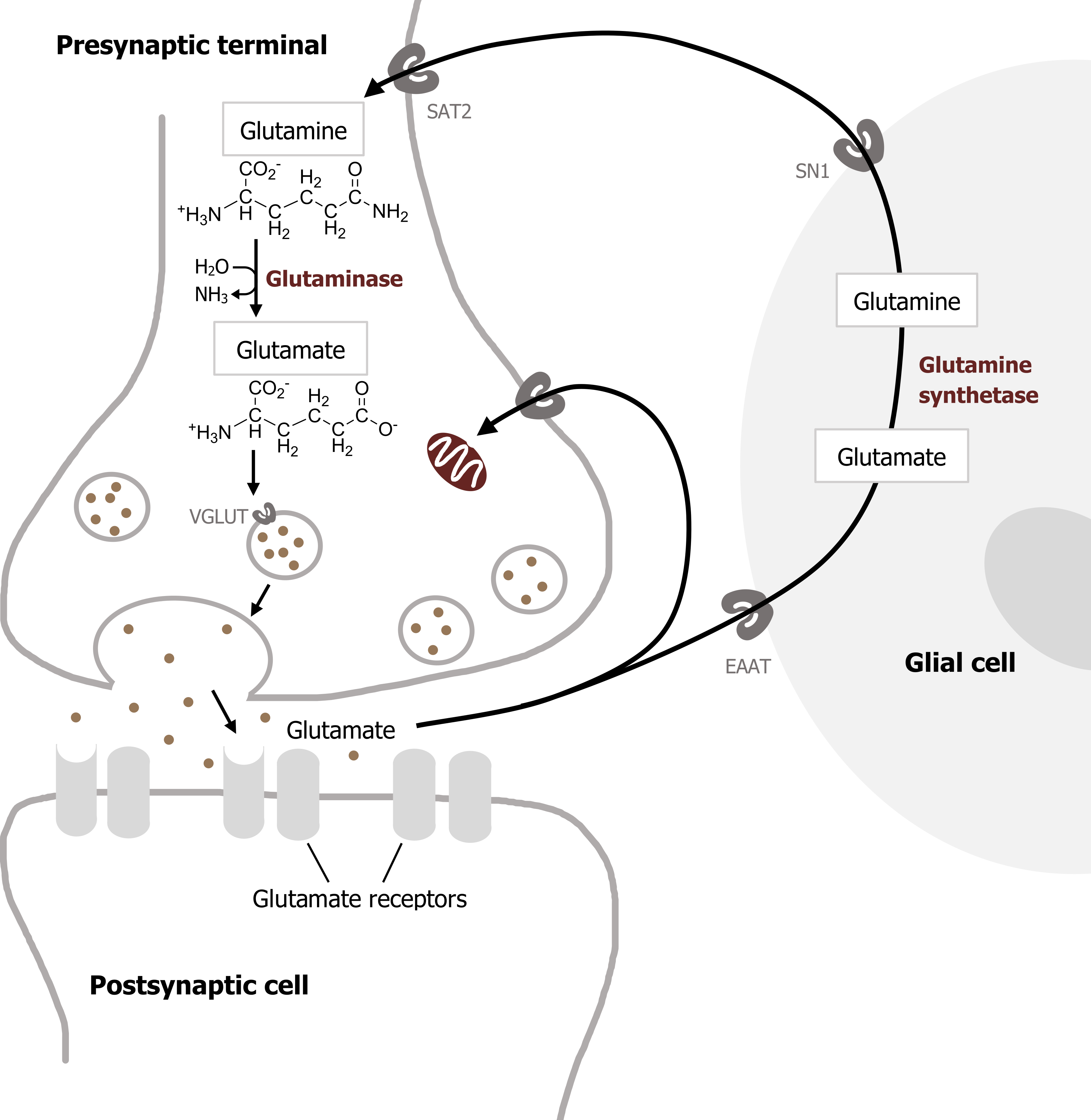 Presynaptic terminal over a postsynaptic cell and both are next to a glial cell. In the presynaptic terminal, glutamine arrow with enzyme glutaminase and H2O arrow NH3 to glutamate arrow vesicle with VGLUT arrow released to the synaptic cleft arrow glutamate receptors on the postsynaptic cell. Glutamate arrow EAAT into glial cell arrow with enzyme glutamine synthetase to glutamine arrow SN1 arrow SAT2 into the presynaptic terminal