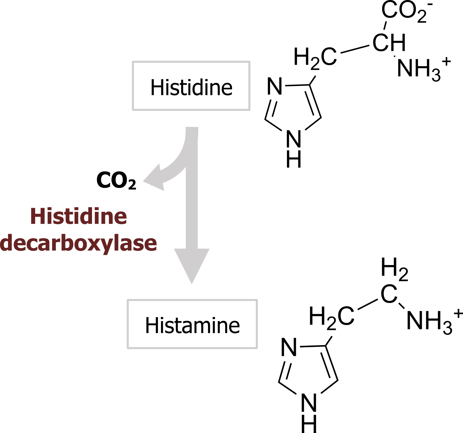 Histidine arrow with enzyme histidine carboxylase and loss of CO2 to histamine. Histidine IUPAC ID: (2S)-2-amino-3-(1H-imidazol-5-yl)propanoic acid. Histamine IUPAC ID: 2-(1H-imidazol-5-yl)ethanamine