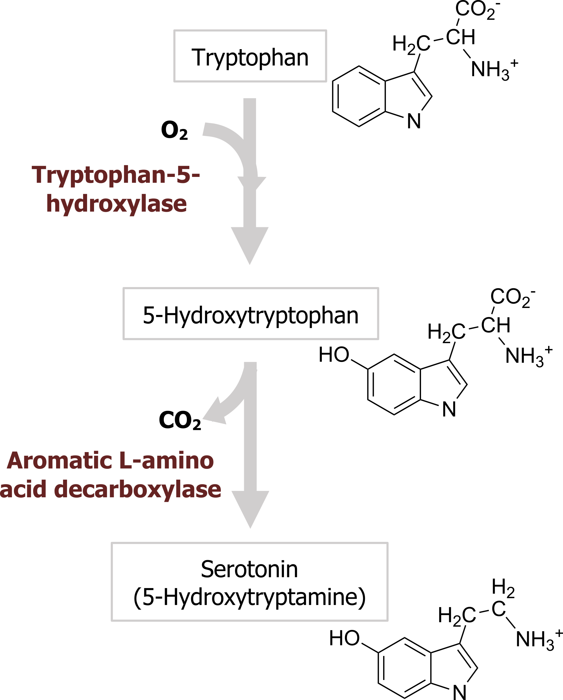 Tryptophan arrow with enzyme tryptophan-5-hydroxylase with O2 addition to 5-hydroxytryptophan arrow with enzyme aromatic L-amino acid decarboxylase with loss of CO2 to serotonin (5-hydroxytryptamine)