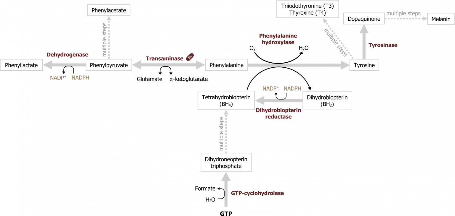 Amino Acid Metabolism And Specialized Products Neuroscience For Pre