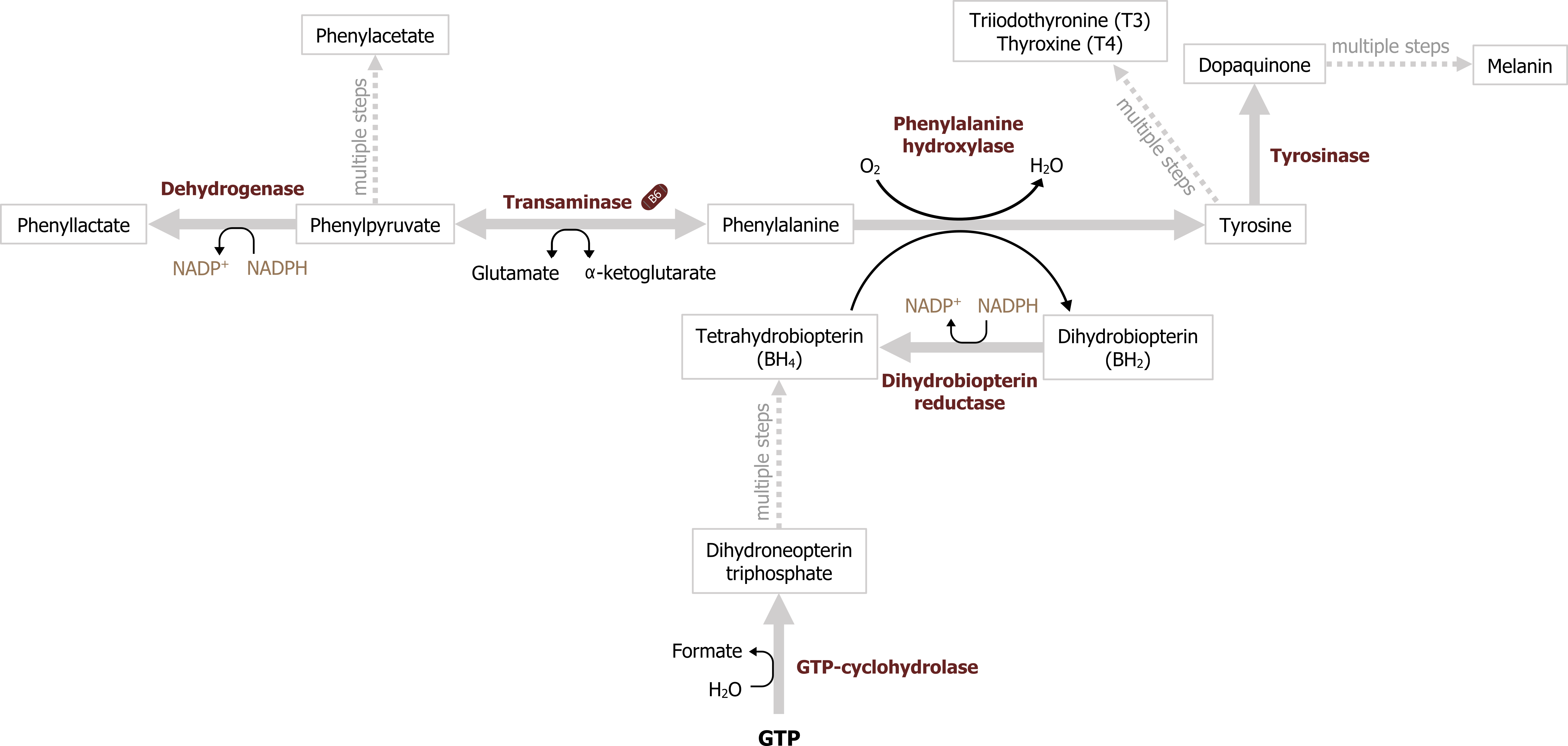 Transaminase with glutamate bidirectional arrow α-ketoglutarate. Transaminase arrow phenylpyruvate arrow enzyme dehydrogenase with NADP+ arrow NADPH to phenyllactate. Phenylpyruvate dotted arrow text multiple steps to phenylacetate. Transaminase arrow phenylalanine arrow enzyme phenylalanine hydroxylase with O2 arrow H2O and BH4 arrow BH2 to tyrosine arrow enzyme tyrosinase to dopaquinone dotted arrow text multiple steps to melanin. Tyrosine dotted arrow text multiple steps to triiodothyronine (T3) thyroxine (T4). BH2 arrow enzyme dihydrobiopterin reductase with NADPH arrow NADP+ to BH4. GTP arrow enzyme GTP-cyclohydrolase with H2O arrow formate to dihydroneopterin triphosphate dotted arrow text multiple steps to BH4.