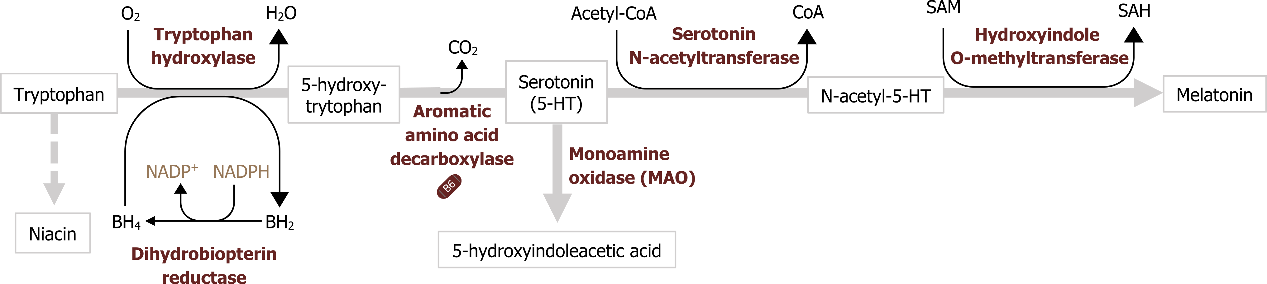 Tryptophan arrow with O2 arrow H2O, BH4 bidirectional arrow BH2, and enzyme tryptophan hydroxylase to 5-hydroxy-tryptophan arrow with CO2 loss and enzyme aromatic amino acid decarboxylase to serotonin (5-HT) arrow with acetyl-CoA arrow CoA and enzyme serotonin N-acetyltransferase to N-acetyl-5-HT arrow with SAM arrow SAH and enzyme Hydroxyindole O-methyltransferase to melatonin. Tryptophan arrow niacin. Serotonin (5-HT) arrow 5-hydroxyindoleacetic acid. BH2 arrow with NADPH arrow NADP+ and enzyme dihydrobiopterin reductase to BH4.